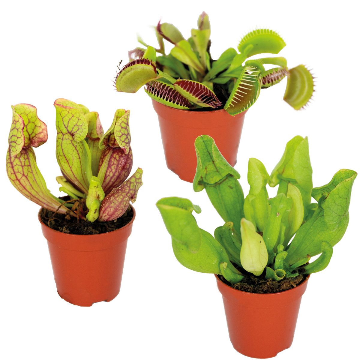 Bloomique Zimmerpflanze 3x Fleischfressende Pflanzenmischung - Sumpfpflanze - Pflegefreundlich, 3 St.