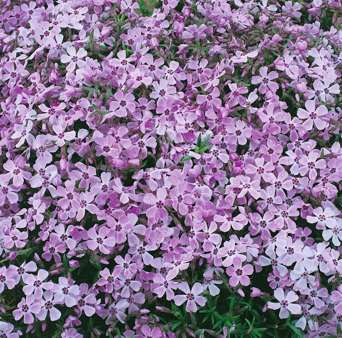 Pflanzen für Dich Почвопокровные растения Phlox subulata Linner Traum, 1 St., Polsterphlox, Teppichphlox, rosa, teppichbildend