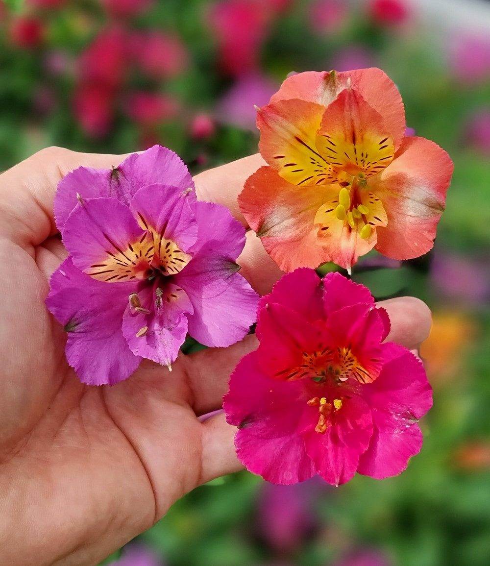 BALDUR Garten Staude Winterharte Alstromeria-Kollektion 'Incalys®', im 12 cm XL-Topf, 3 St., Alstroemeria, winterhart, mehrjährig, pflegeleicht