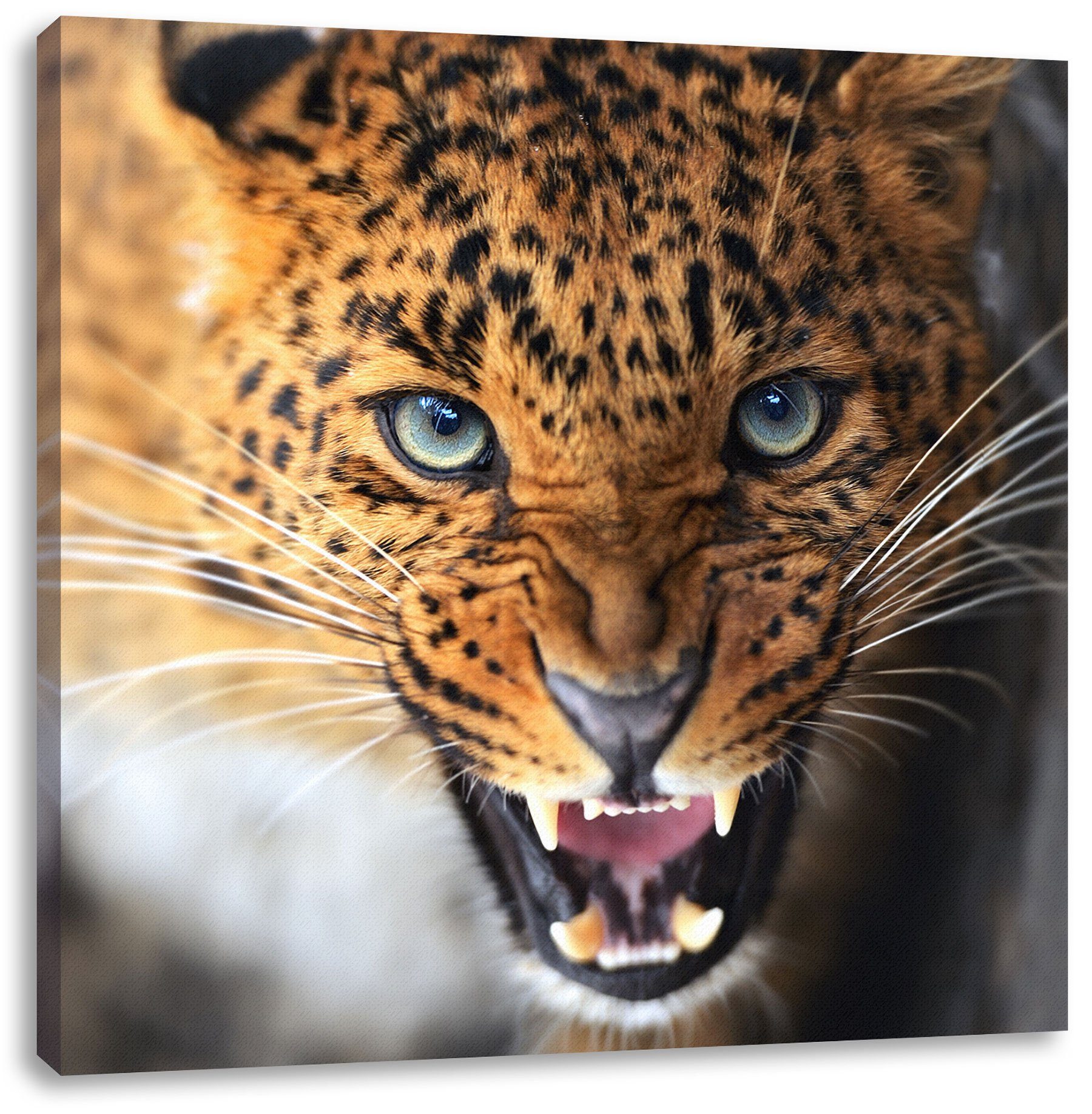 Pixxprint Leinwandbild Fauchender Leopard, Fauchender Leopard (1 St), Leinwandbild fertig bespannt, inkl. Zackenaufhänger | Leinwandbilder