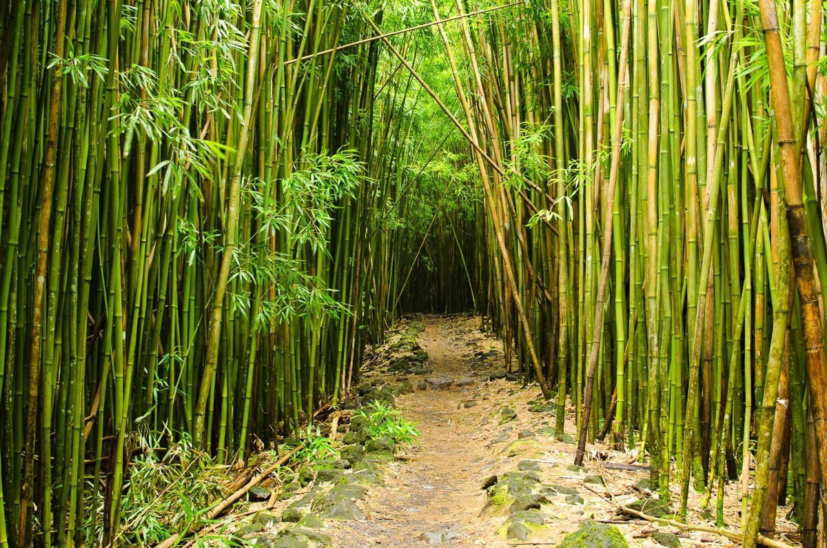 Papermoon Fototapete Bambuswald Hawaii