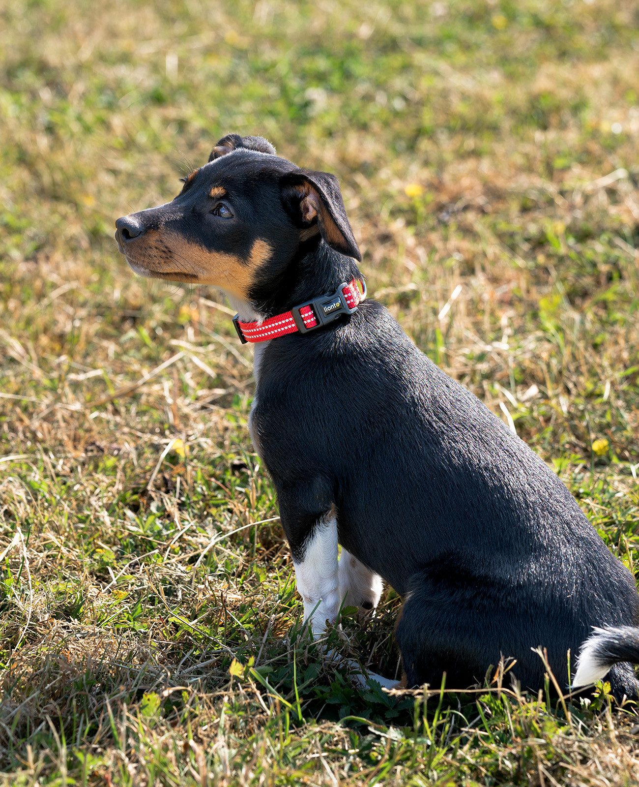 lionto Hunde-Halsband reflektierend, verstellbare Länge 20-30 cm XS rot, Nylon, Neopren, reflektierend & angenehm gepolstert
