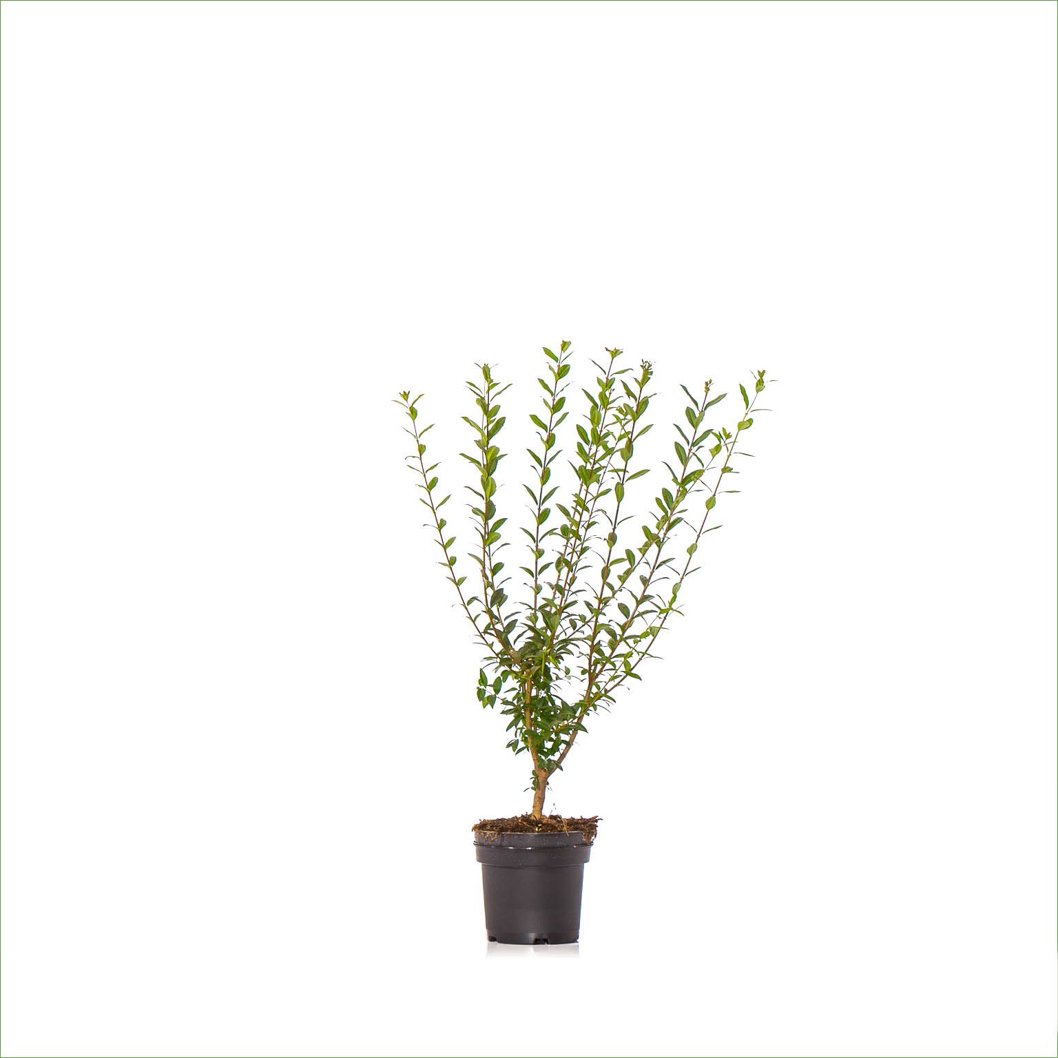 Dehner Hecken Liguster Atrovirens, 100 Pflanzen, ca. 25 m, 60 - 100 cm, wintergrüne Sichtschutz-Hecke, Blütenrispen ab Juni