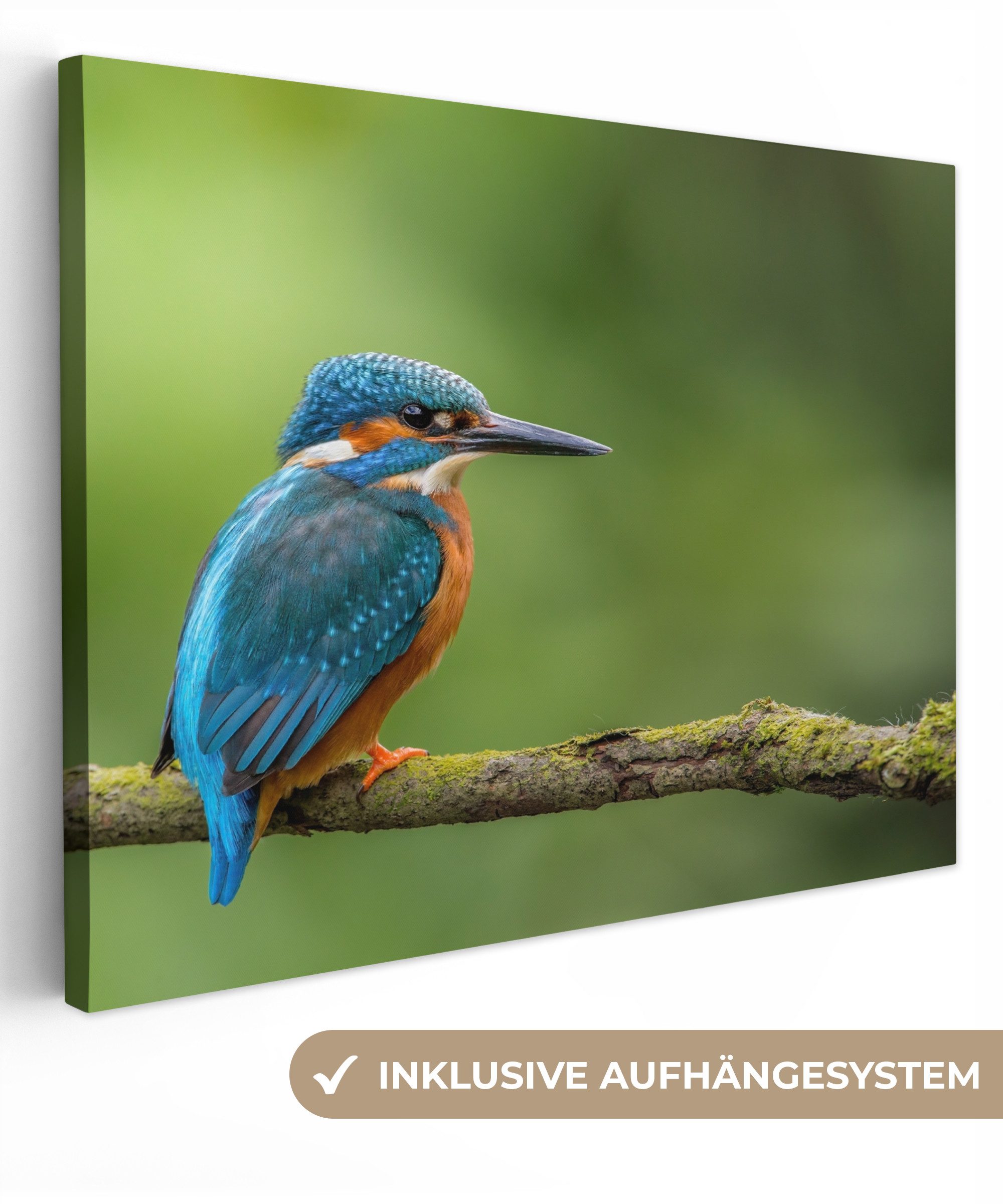 OneMillionCanvasses® Leinwandbild Eisvogel - Zweig - Moos - Vogel - Grün, Fotodruck (1 St), Wandbild Leinwandbilder, Aufhängefertig, Wanddeko 40x30 cm