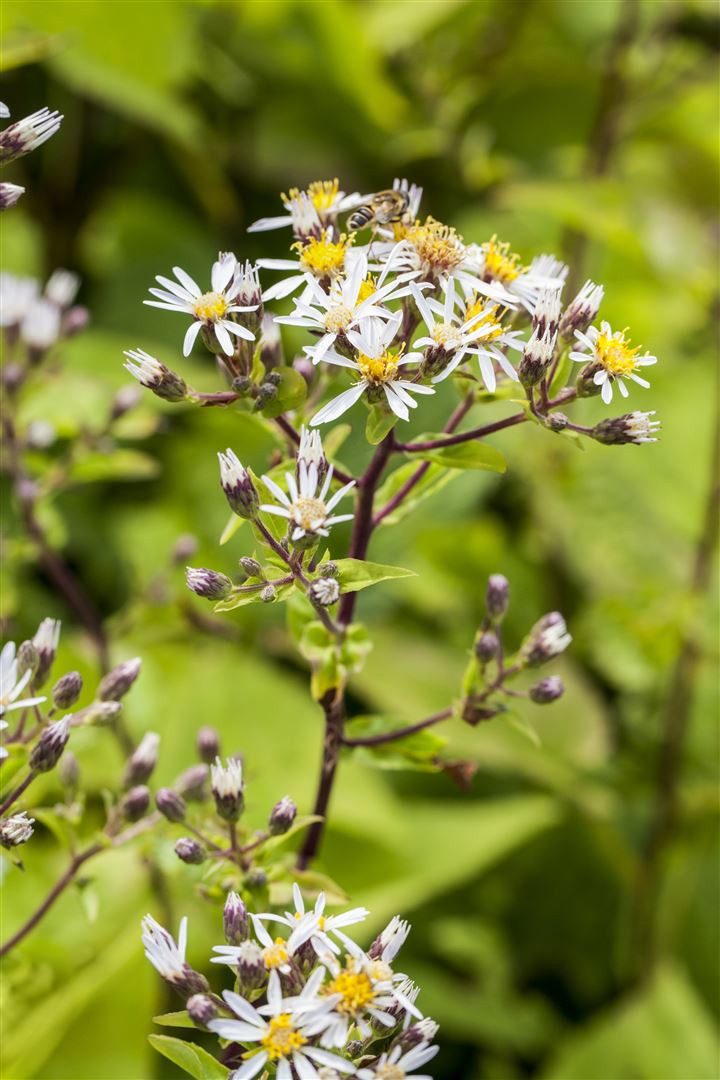 Pflanzen für Dich Staude Aster divaricatus, 1 St., Weiße Waldaster, Waldaster