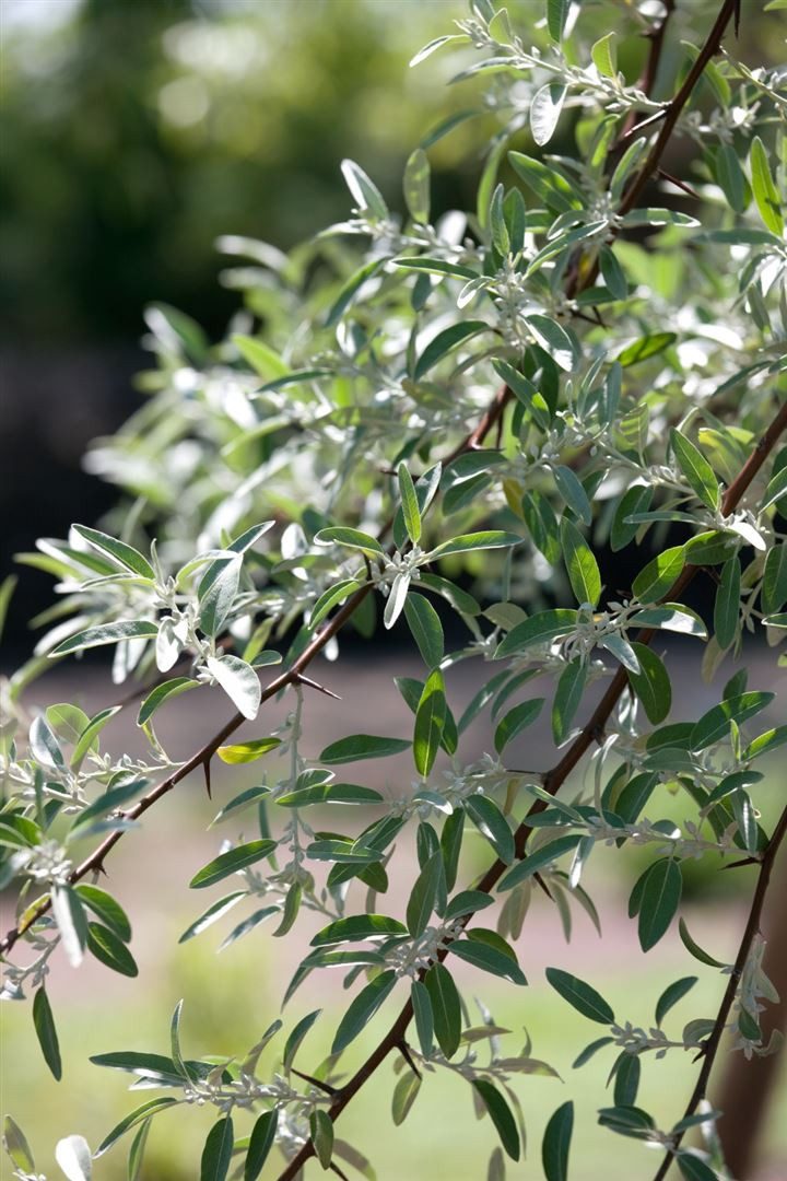 Pflanzen für Dich Gehölze Elaeagnus ang., 1 St., Schmalblättrige Ölweide, Russische Olive, Oleaster