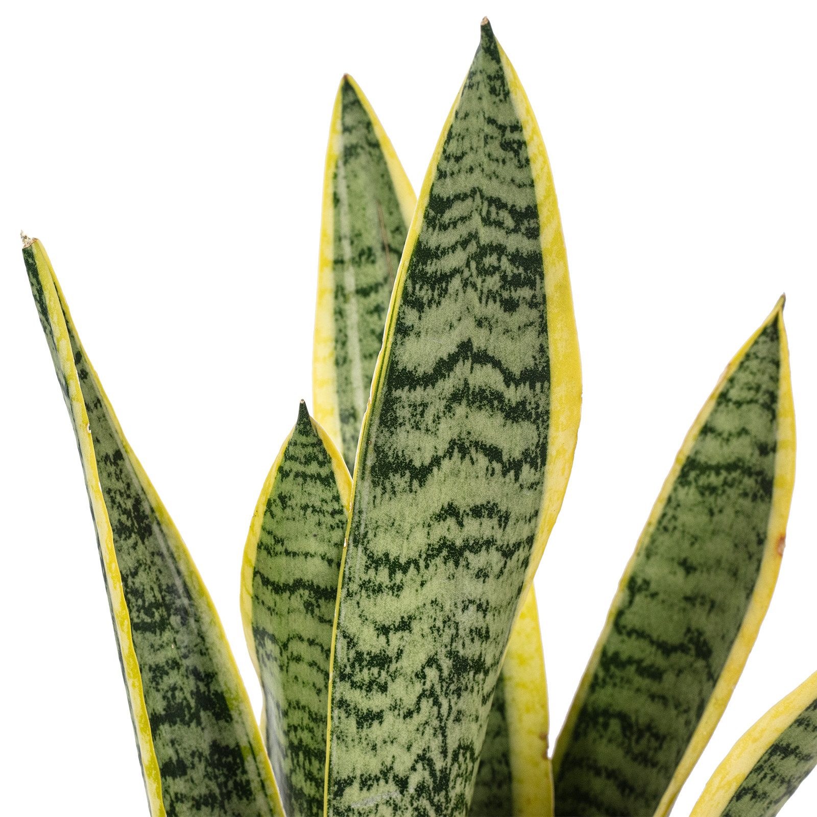 Flowerbox Zimmerpflanze Bogenhanf - Sansevieria trifasciata, pflegeleicht - Höhe ca. 35 cm, Topf-Ø 12 cm – Bild 5 von 5