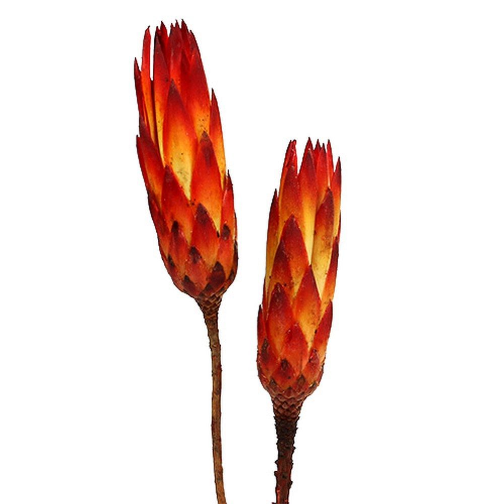 Trockenblume Repens Holzblüte Rot 50 Stück Dekoration Trockenblumen, Florists Products, Höhe 35 cm