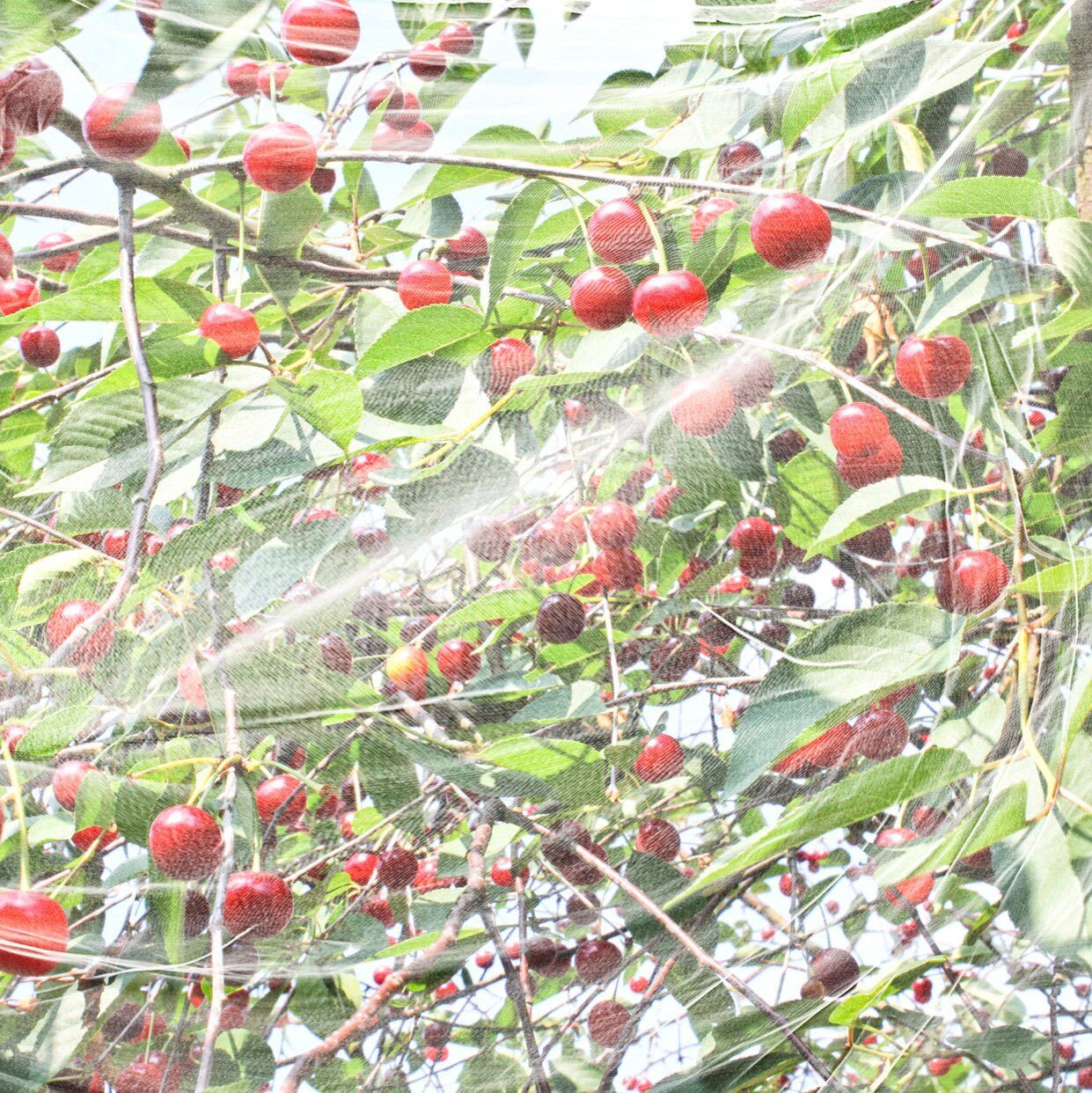 Windhager Schädlingsschutznetz, Kirschessigfliegennetz, LxB: 5x4 m