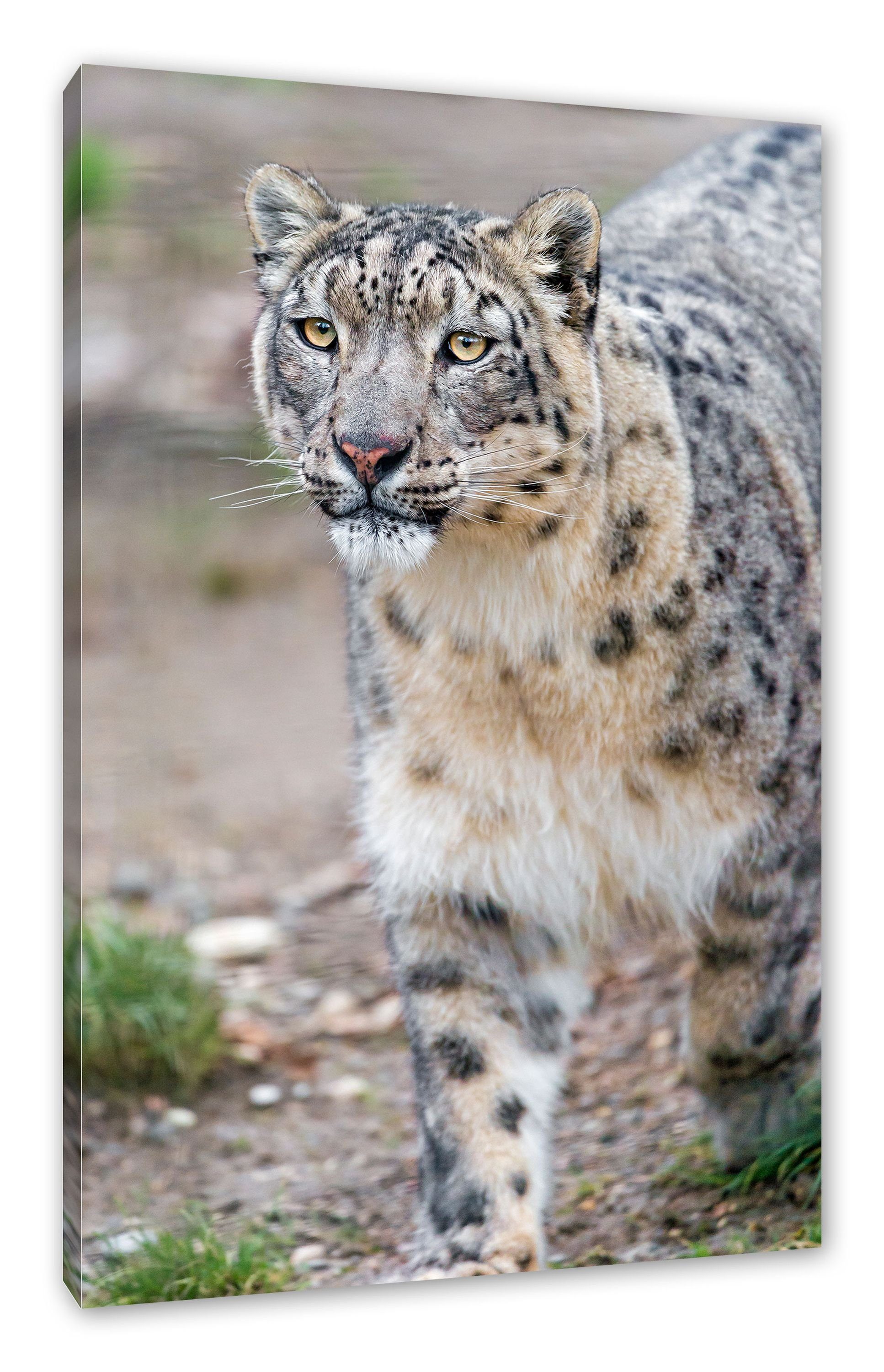 Pixxprint Leinwandbild majestätischer Schneeleopard, majestätischer Schneeleopard (1 St), Leinwandbild fertig bespannt, inkl. Zackenaufhänger