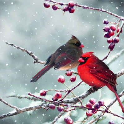 Linoows Papierserviette 20 Servietten Weihnachten Kardinalvögel auf beschneitem Ast, (Packung), Motiv Weihnachten Kardinalvögel auf beschneitem Ast