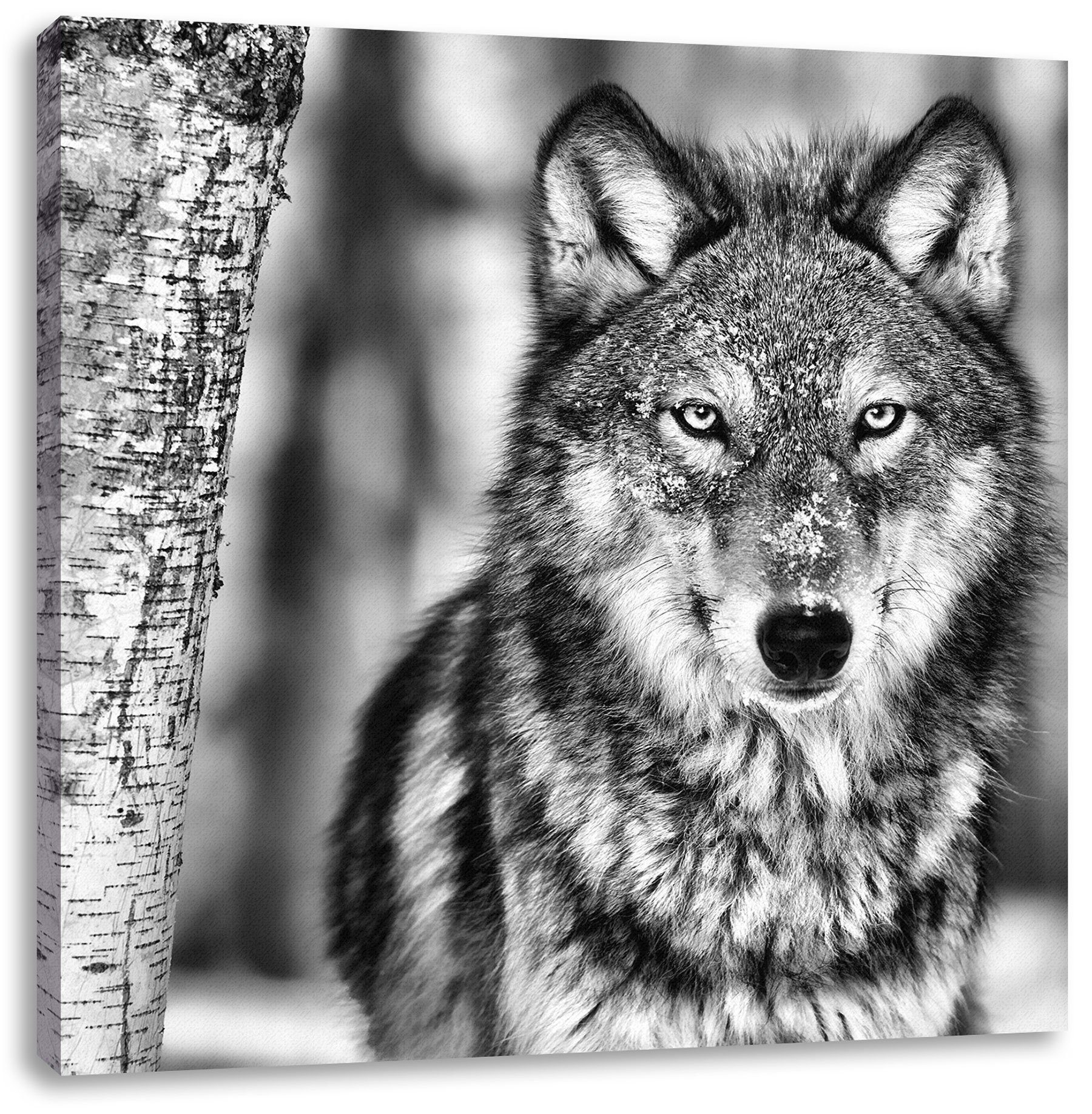 Zackenaufhänger Wolf St), Wolf, Wachsamer (1 Wachsamer Pixxprint Leinwandbild fertig inkl. bespannt, Leinwandbild