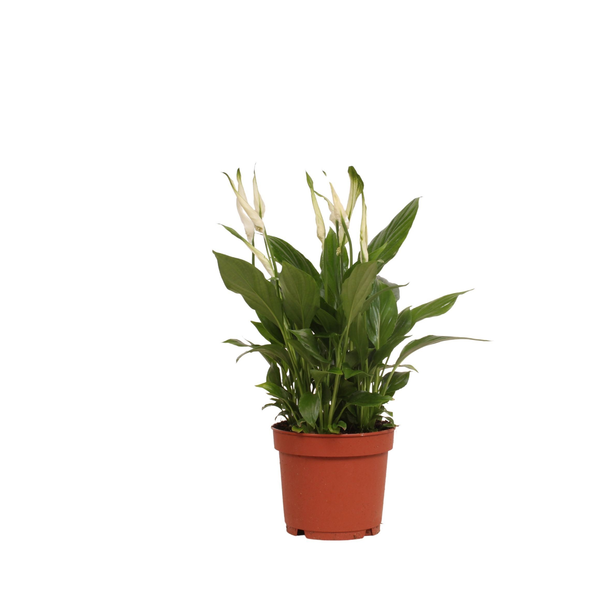meinvipshop Zimmerpflanze Spathiphyllum Bellini 40cm weiß Zimmerpflanze