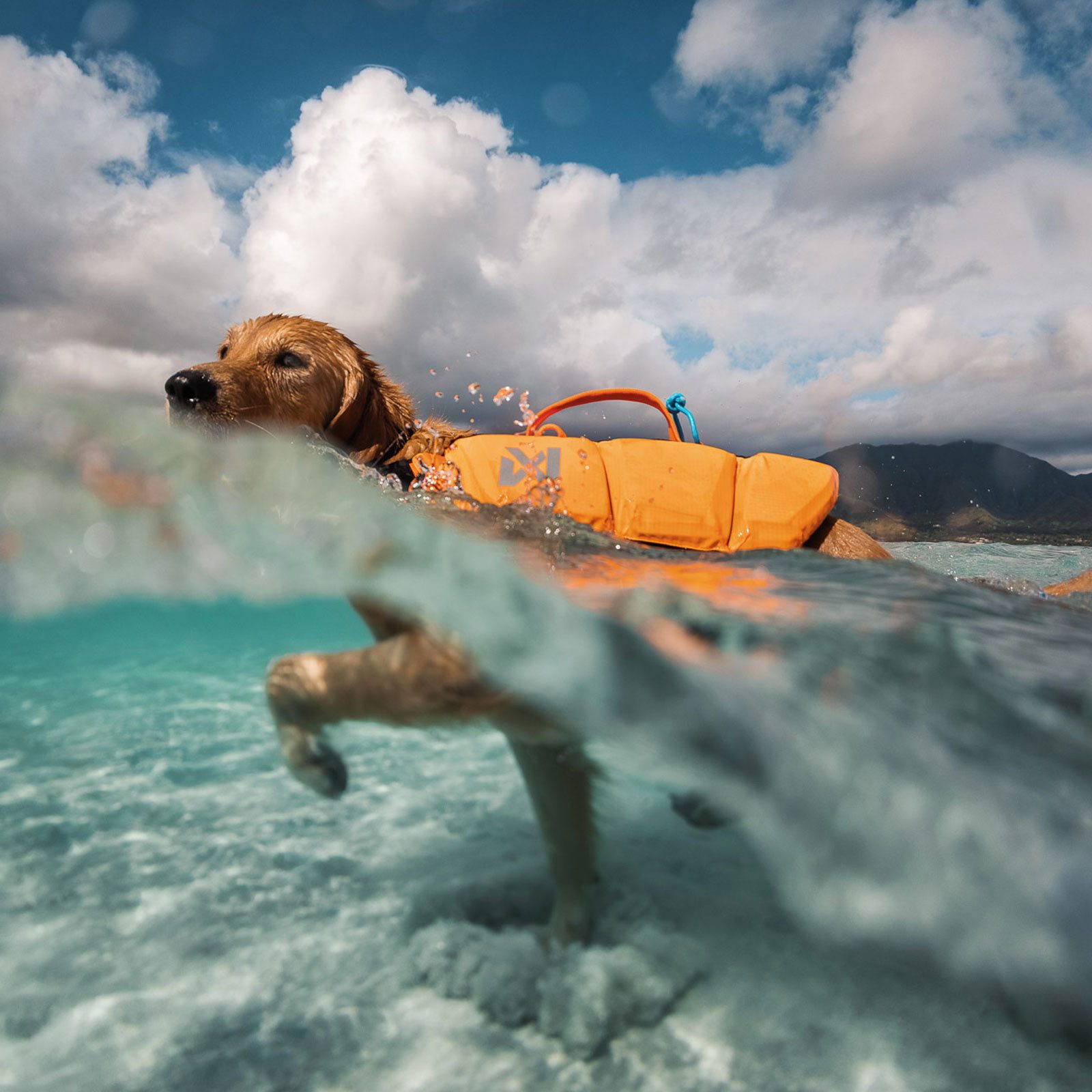 Non-stop dogwear Hundeweste PROTECTOR LIFE JACKET, optimiert Auftrieb, Stabilität und Bewegungsfreiheit