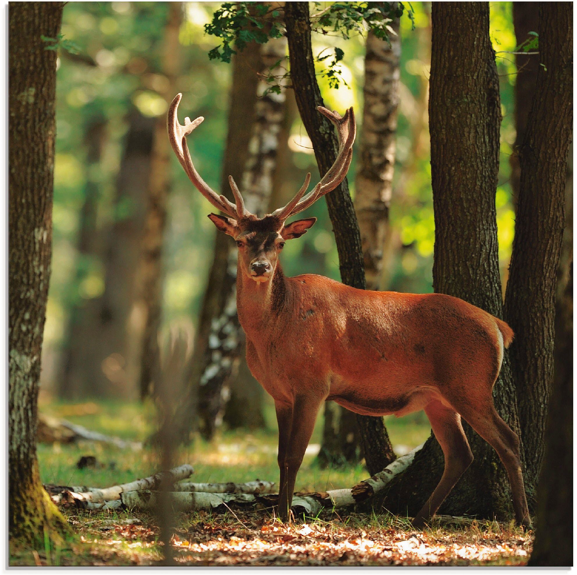 verschiedenen Wald, in Hirsch Wildtiere Glasbild (1 Größen St), - Artland 4