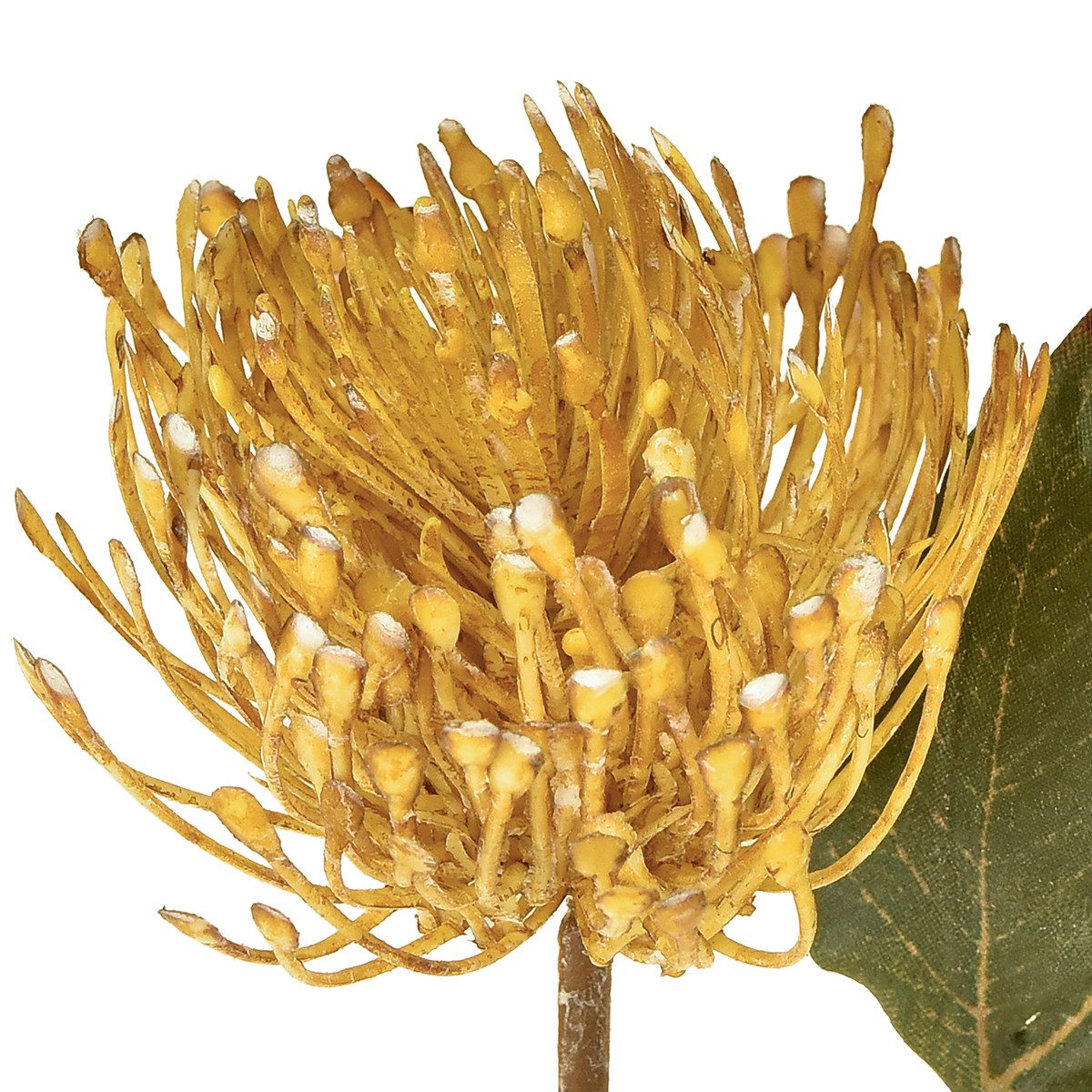 Kunstblume Protea künstlich Nadelkissen Gelb 30cm günstig online kaufen