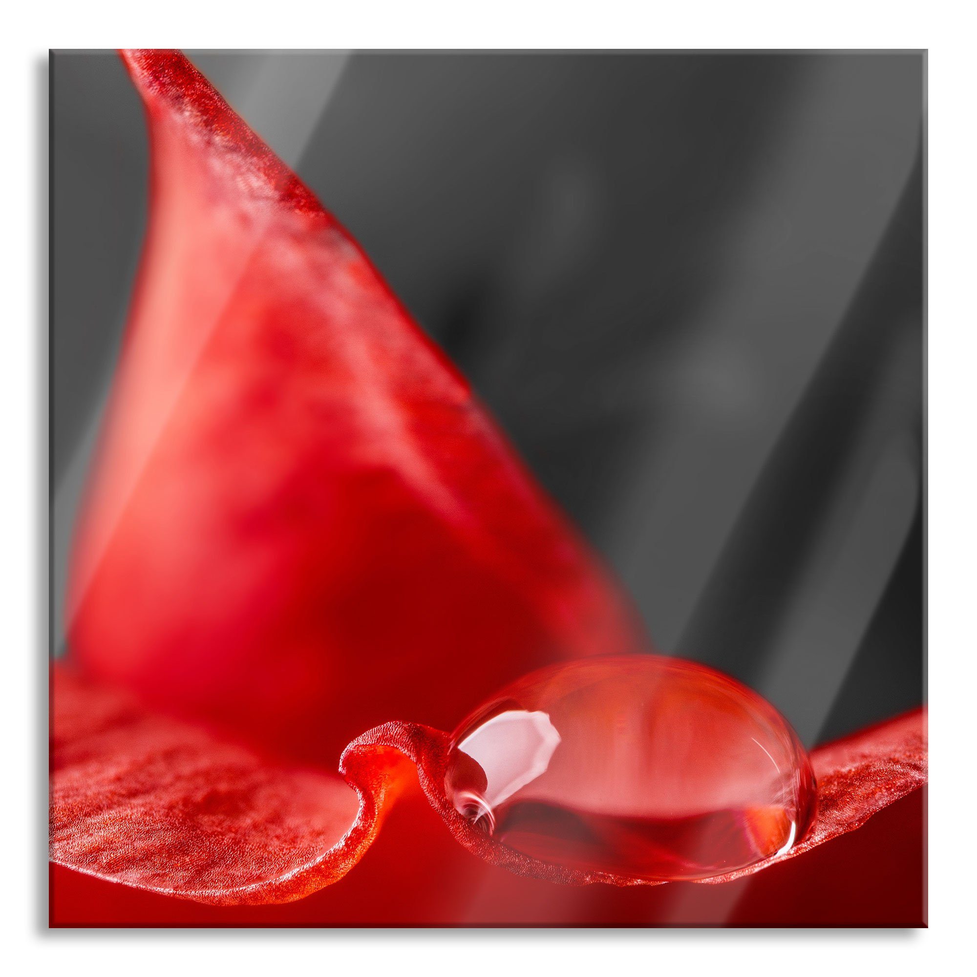 Glasbild roter Tropfen auf Rosenblüte