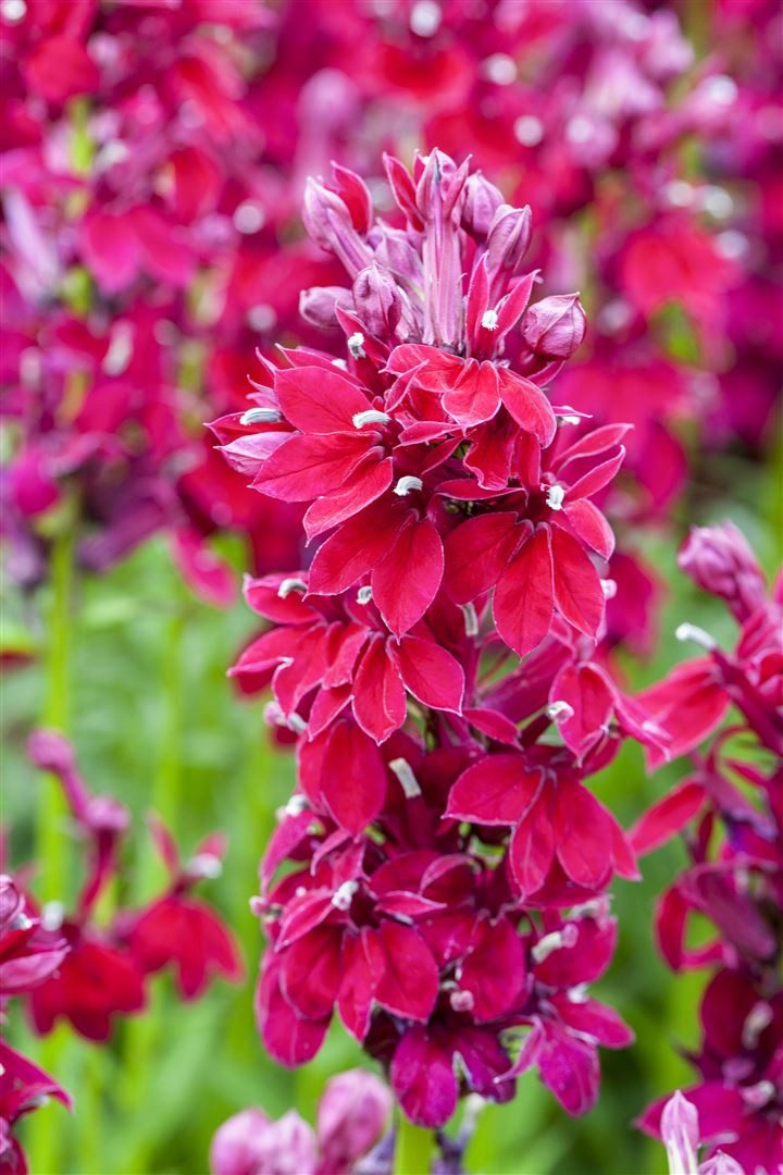 Pflanzen für Dich Staude Lobelia spec. Fan Burgundy, 1 St., Lobelie