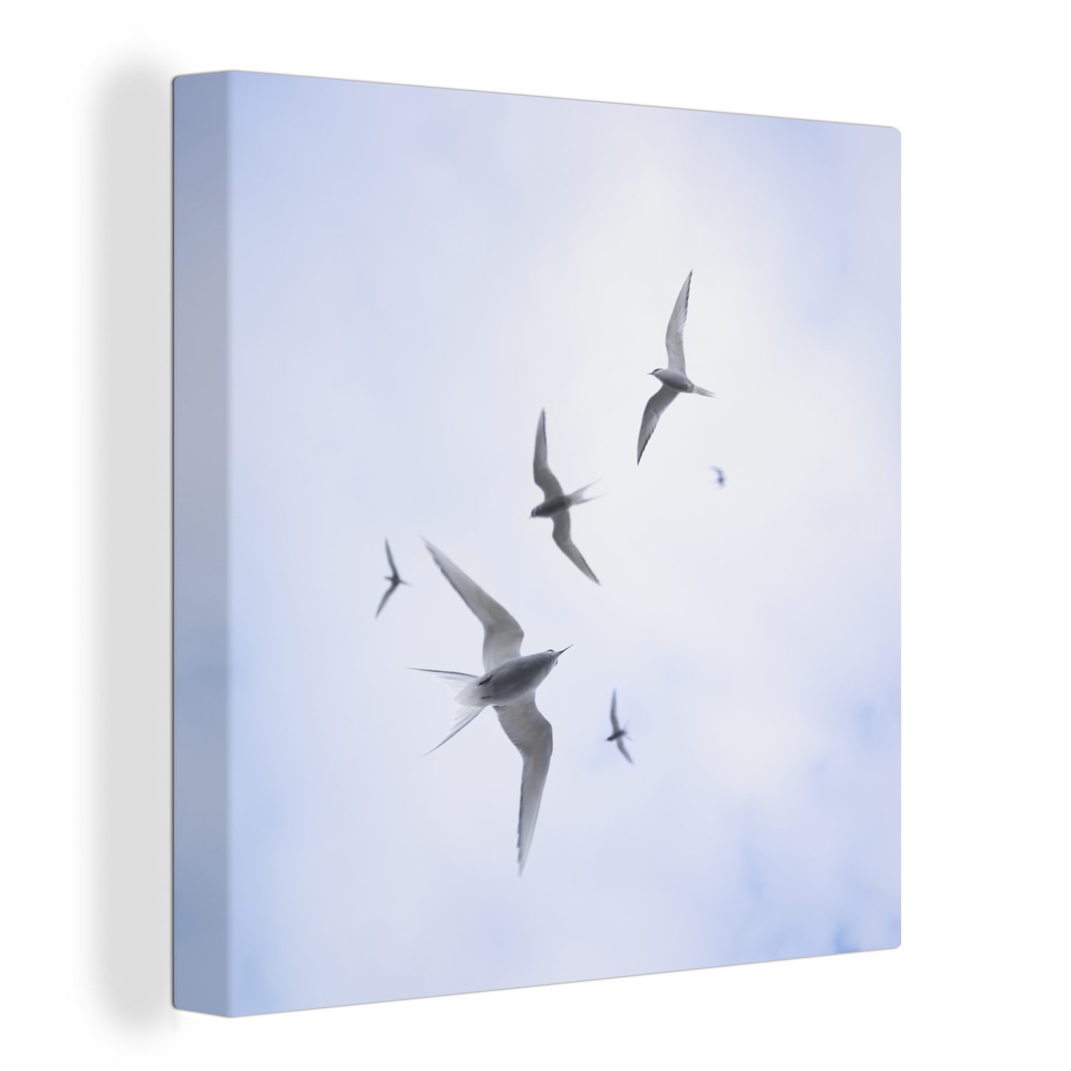 OneMillionCanvasses® Leinwandbild Küstenseeschwalben fliegen bei bewölktem Himmel, (1 St), Leinwand Bilder für Wohnzimmer Schlafzimmer
