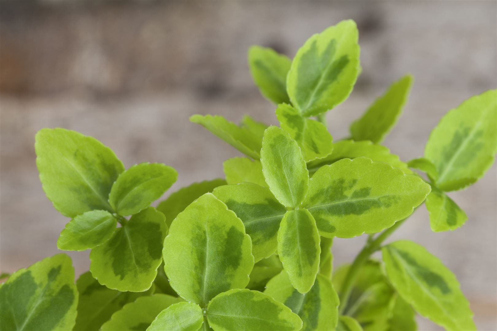 Pflanzen für Dich Bodendecker Euonymus fortunei 'Emerald'n Gold', 1 St., Kriechspindel, Spindelstrauch, gelbgrün, winterhart – Bild 3 von 5
