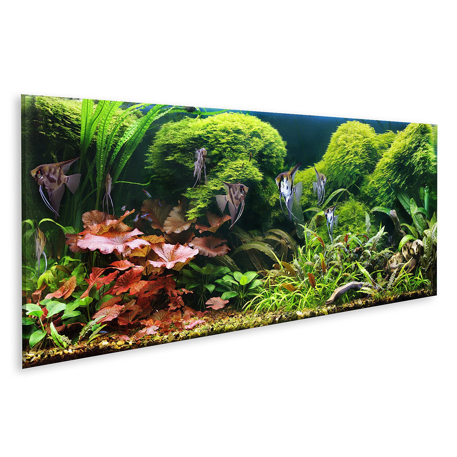 Leinwandbild Dekoratives Aquarium Skalare Bilder