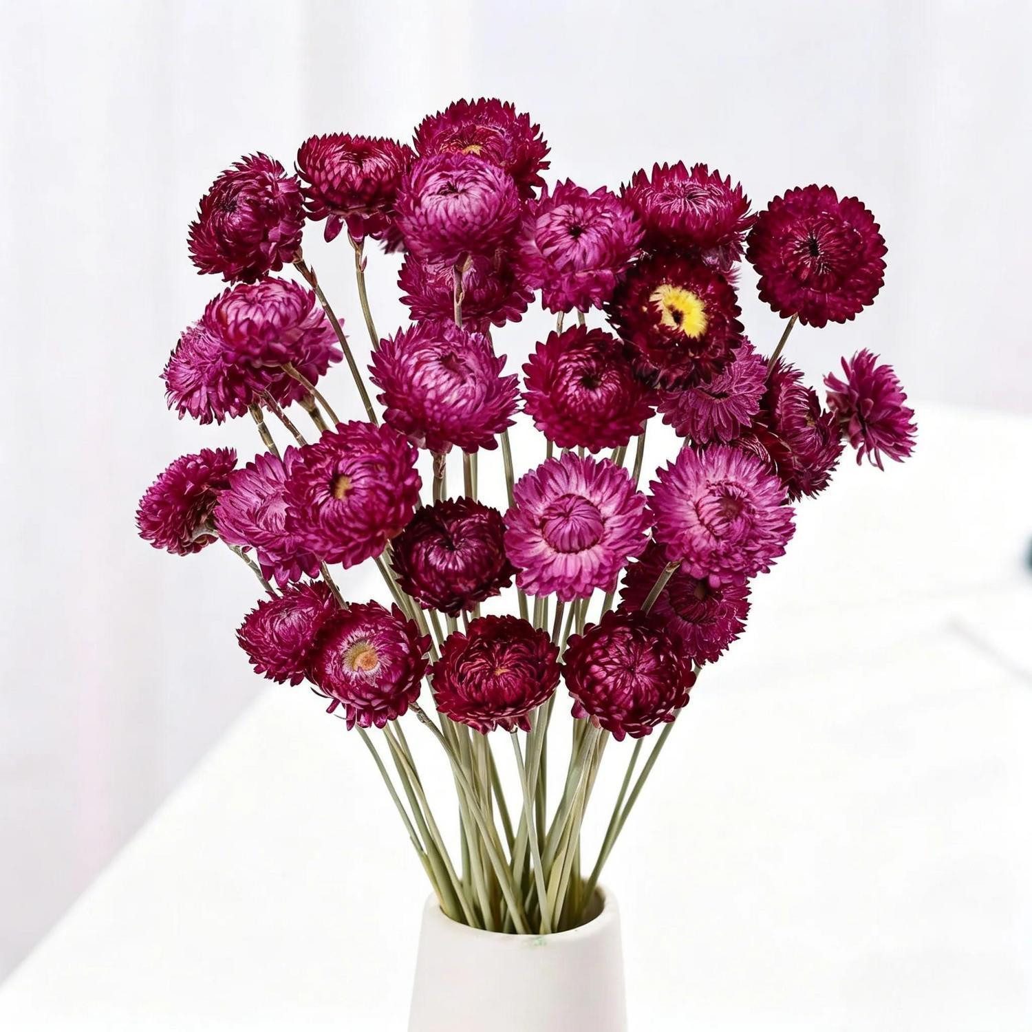 Trockenblume Trockenblumen Lila 20Stk 35cm natuerlich, LuxusKollektion, Höhe 1 cm