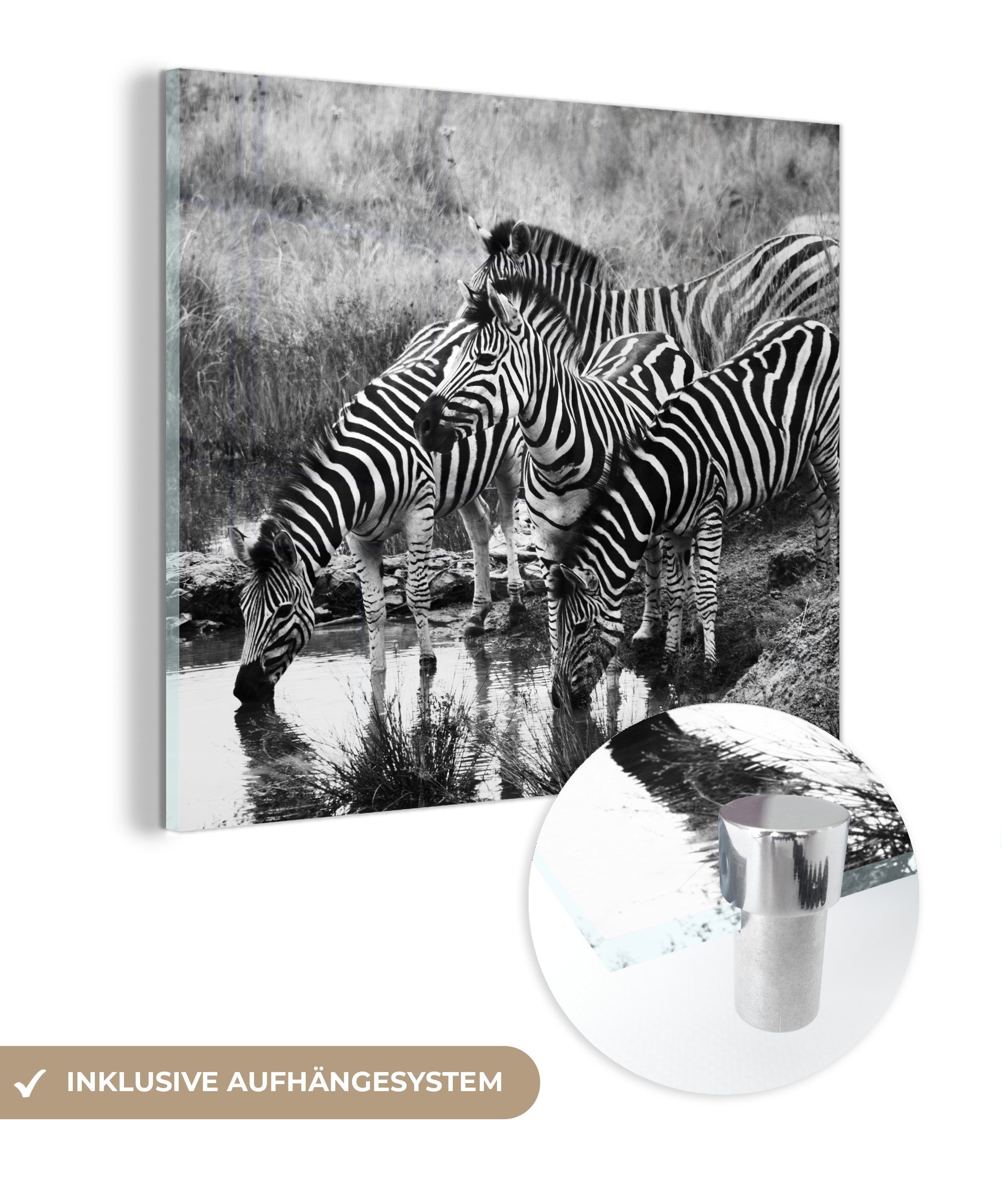 MuchoWow Acrylglasbild Trinkende Zebras, (1 St), Glasbilder - Bilder auf Glas Wandbild - Foto auf Glas - Wanddekoration