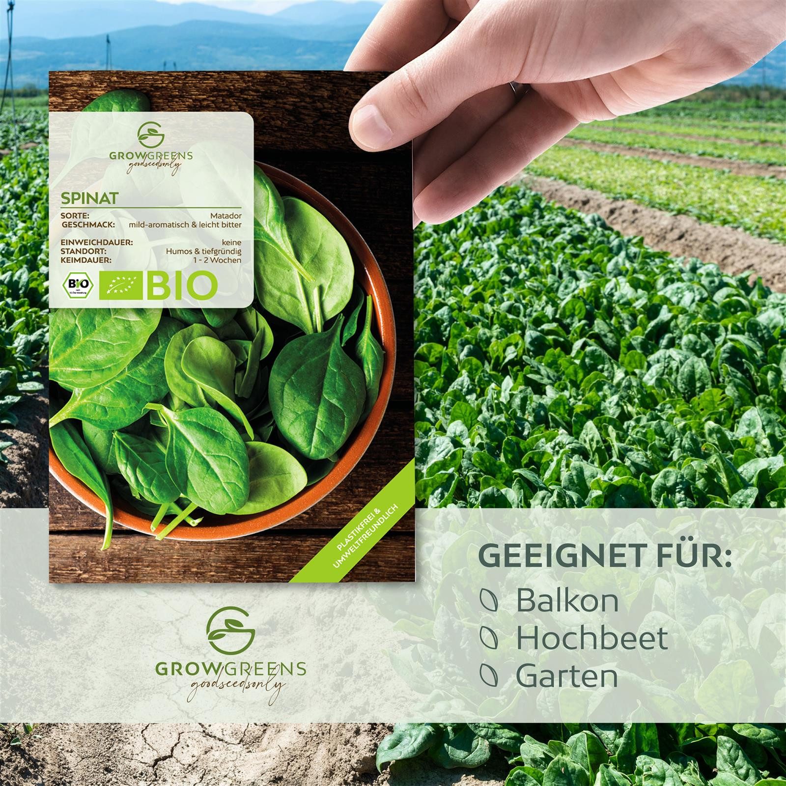 Growgreens Gemüsesamen BIO Spinat Samen (Matador) - Spinat Saatgut aus bio. Anbau (150 Korn), Gemüse – Bild 2 von 5
