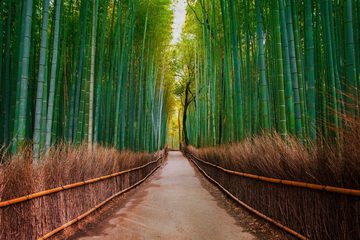 A.S. Création Leinwandbild Bambus Walk, (1 St), Feldweg Bambus Natur Keilrahmen
