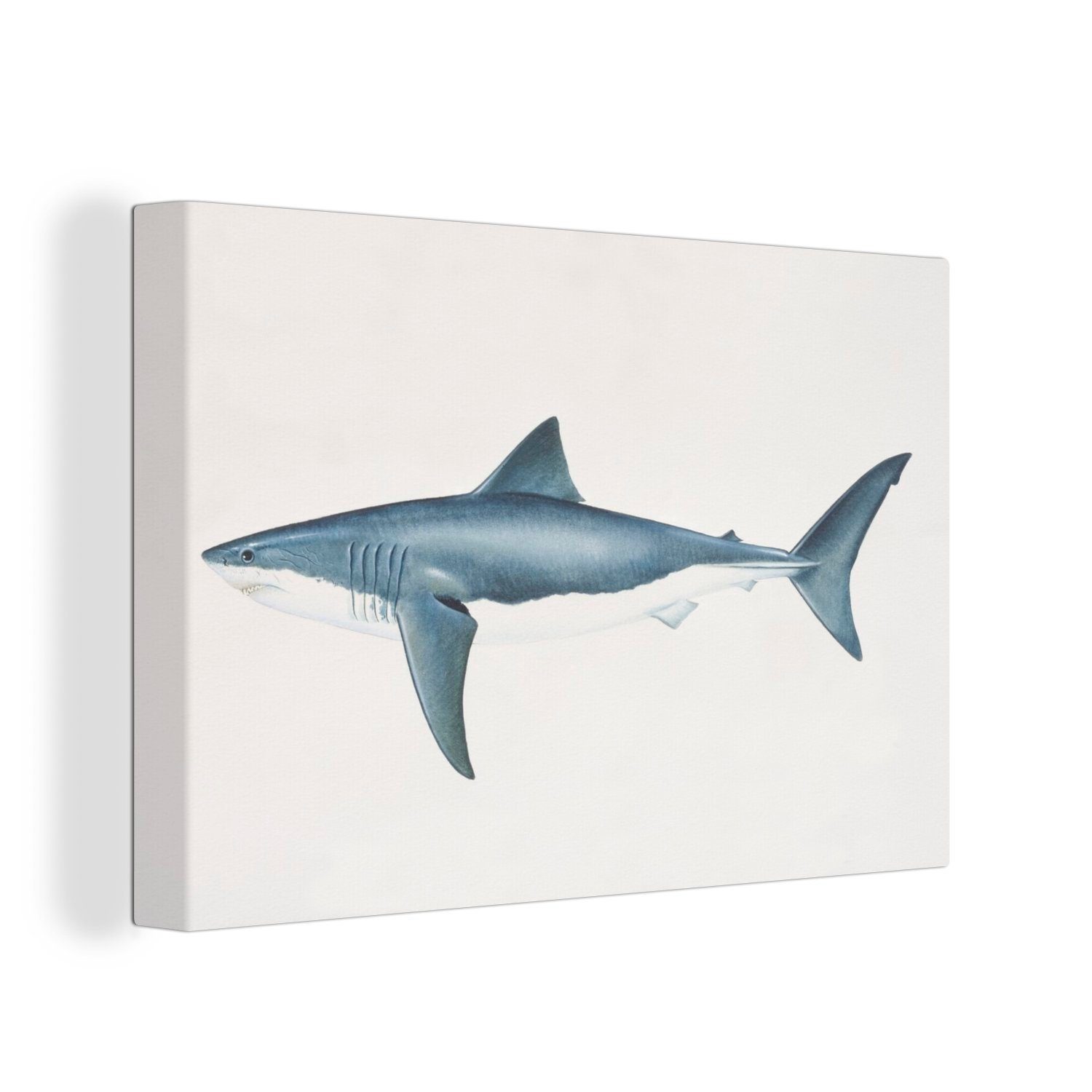OneMillionCanvasses® Leinwandbild Eine cm 30x20 eines Seitenansicht St), Leinwandbilder, Aufhängefertig, der Wandbild (1 Hais, Wanddeko, Weißen Illustration