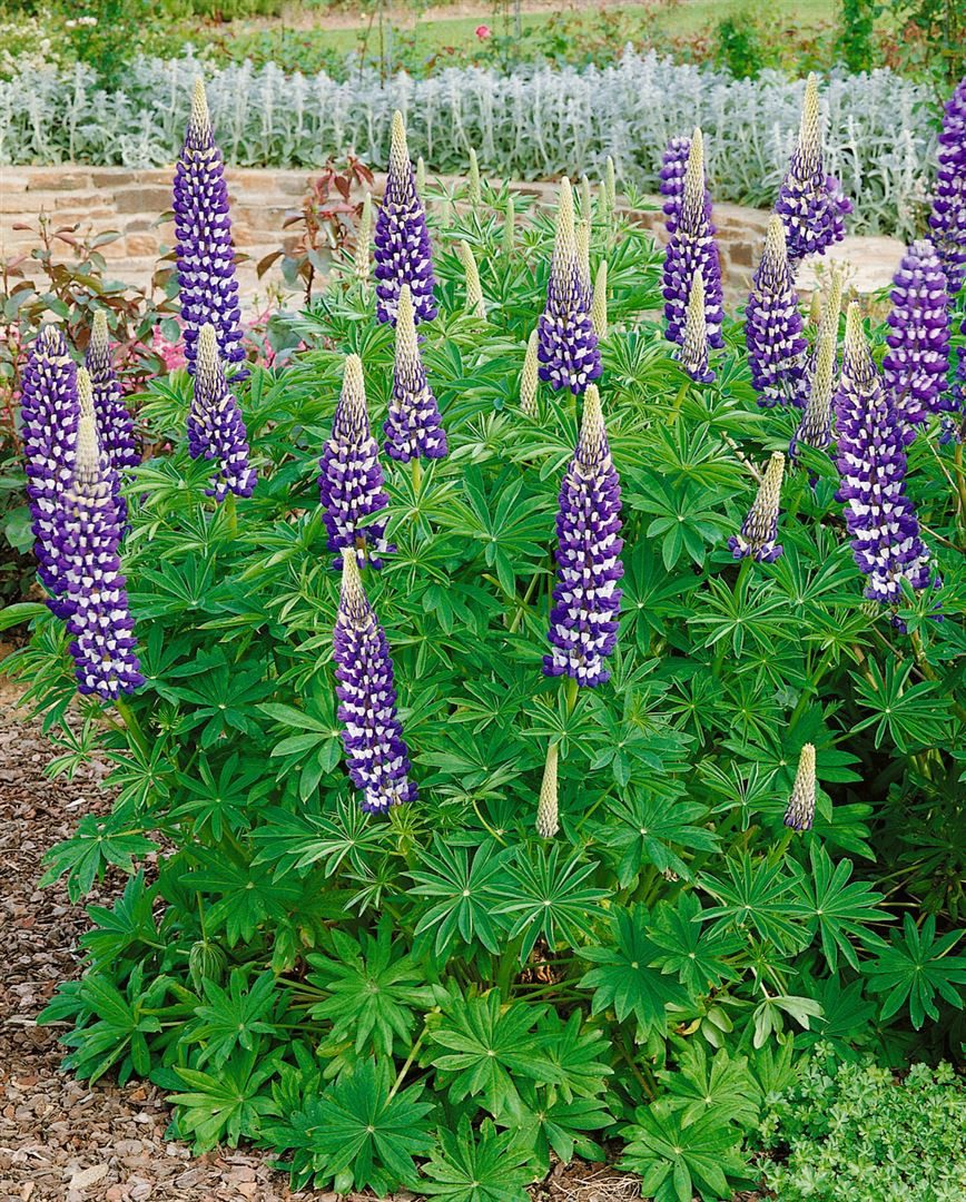 Pflanzen für Dich Staude Lupinus poly. 'Kastellan', 1 St., Lupine, Vielblättrige Lupine