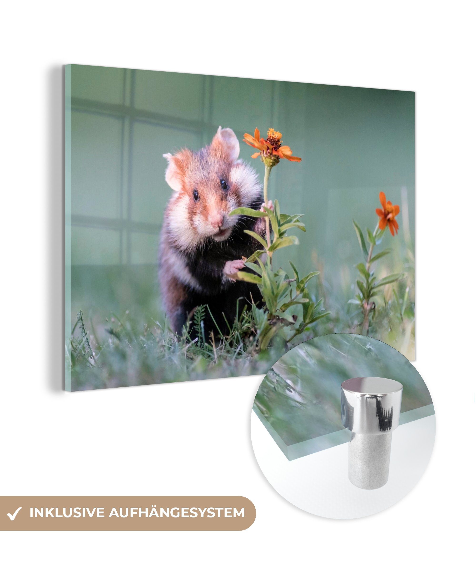 MuchoWow Acrylglasbild Hamster versteckt sich hinter einer Blume, (1 St), Acrylglasbilder Wohnzimmer & Schlafzimmer