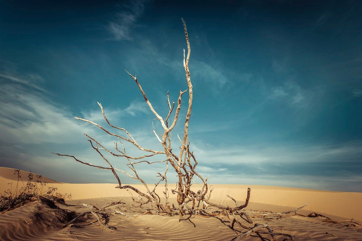 groß Papermoon Fototapete Toter in Baum Wüste