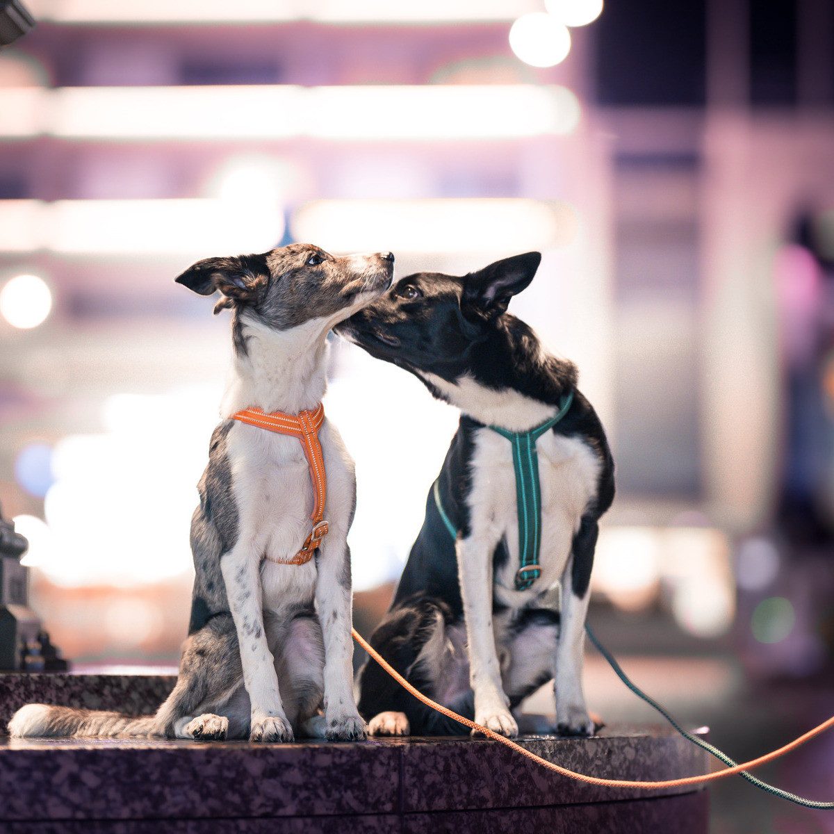 PAIKKA Hundeleine Hundeleine "Visibility Rope Leash" emerald