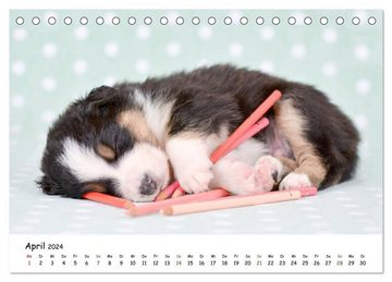 CALVENDO Wandkalender Baby Pfoten (Tischkalender 2024 DIN A5 quer), CALVENDO Monatskalender
