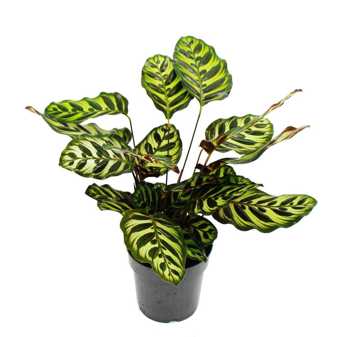 Exotenherz Zimmerpflanze Schattenpflanze Calathea makoyana Korbmarante 14cm günstig online kaufen