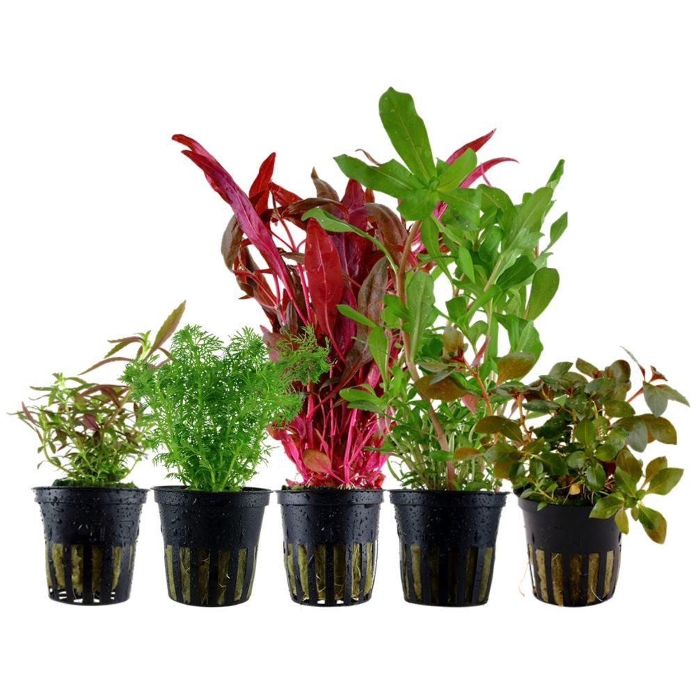 Aquaone Wasserpflanze 'Buntes' Set mit 5 Topf Pflanzen Aquariumpflanzen Set günstig online kaufen
