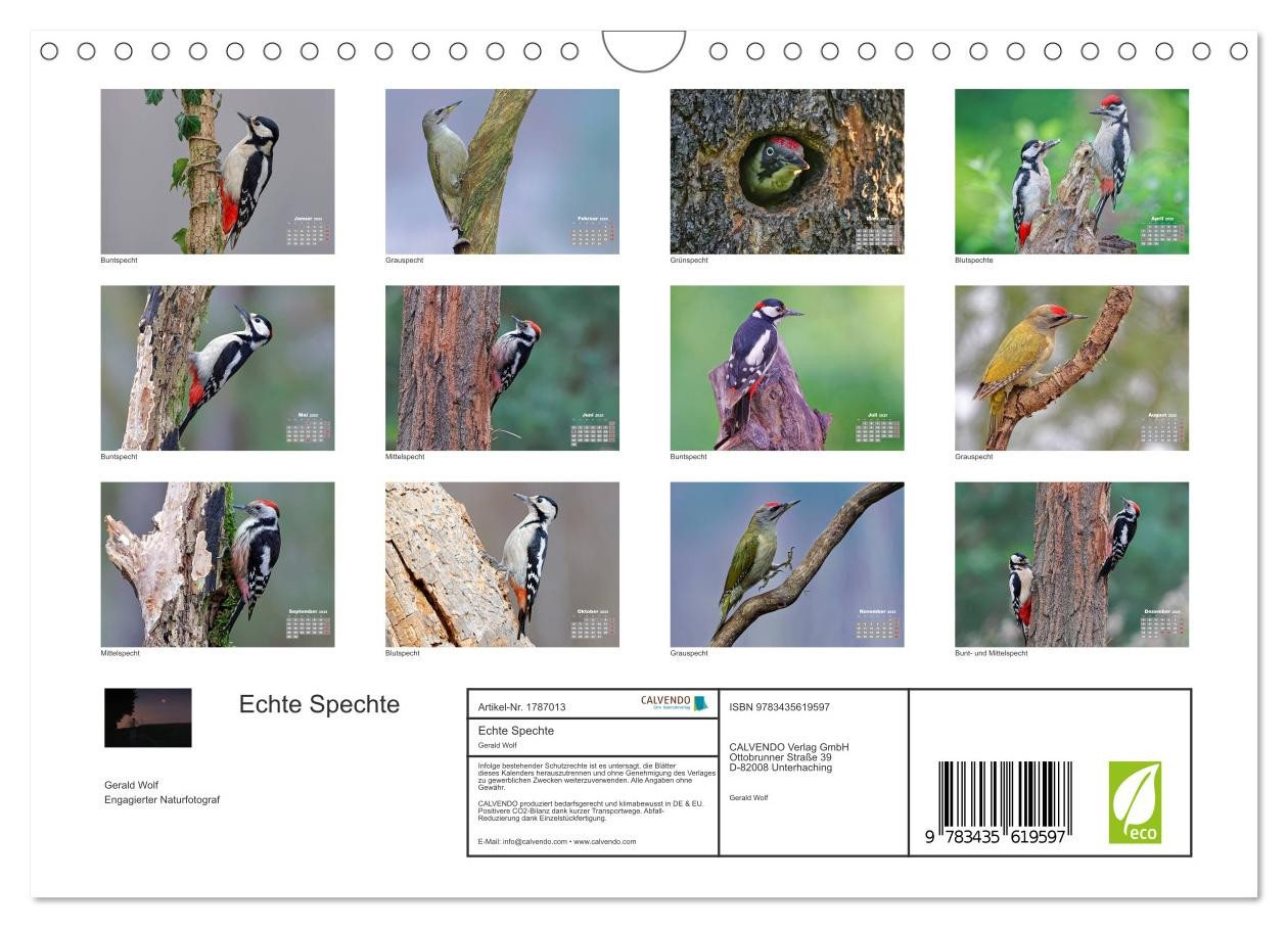 Thumbnail - CALVENDO Wandkalender Echte Spechte (Wandkalender 2025 DIN A4 quer), CALVENDO Monatskalender