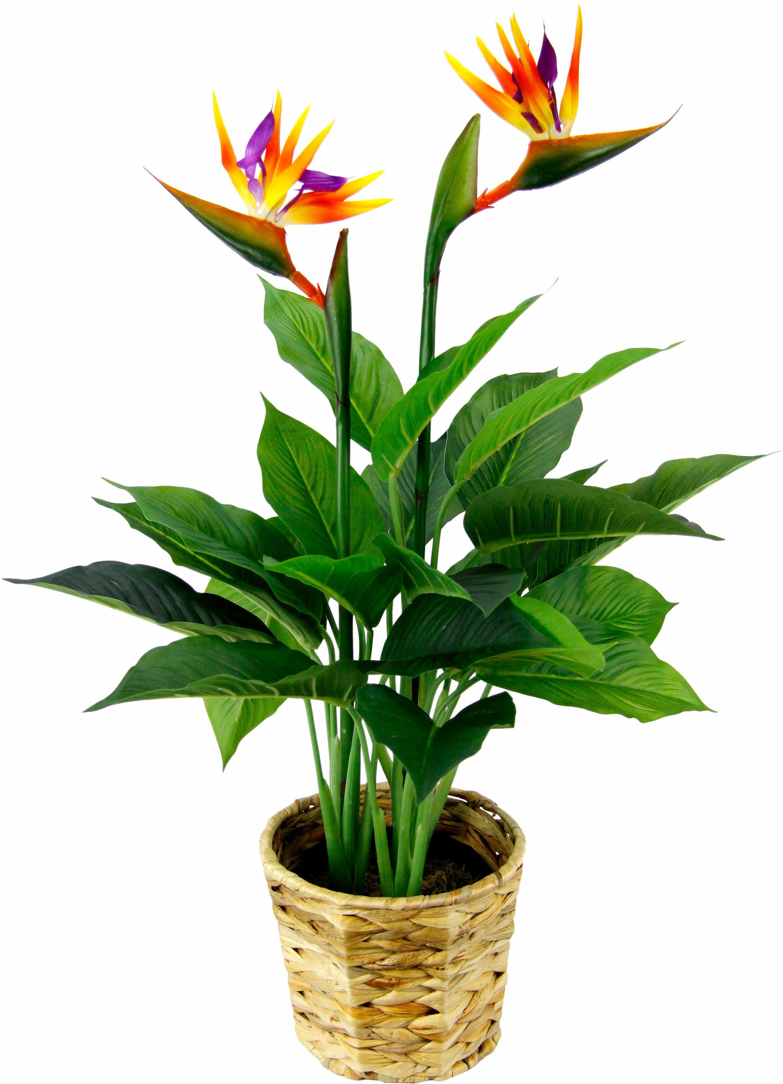 Kunstpflanze Strelitzienpflanze in Höhe 80 Wasserhyazinthentopf I.GE.A., Strelitzie, cm