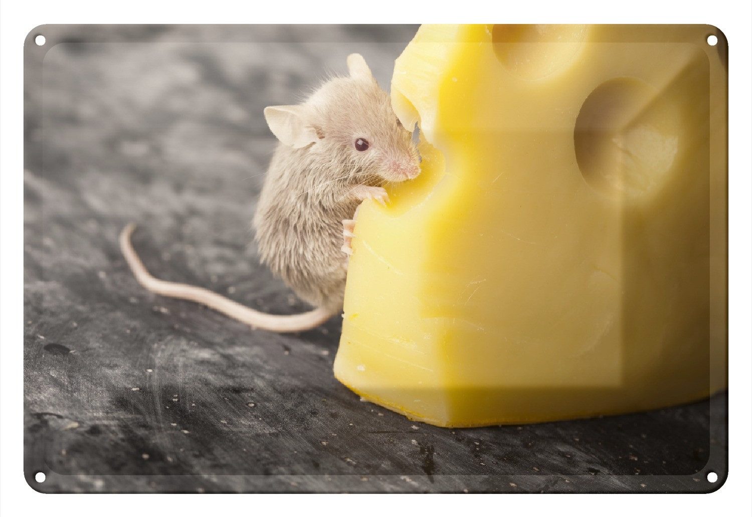 Wallario Metallbild, Süße Maus knabbert an einem Käse in der Küche, in verschiedenen Ausführungen