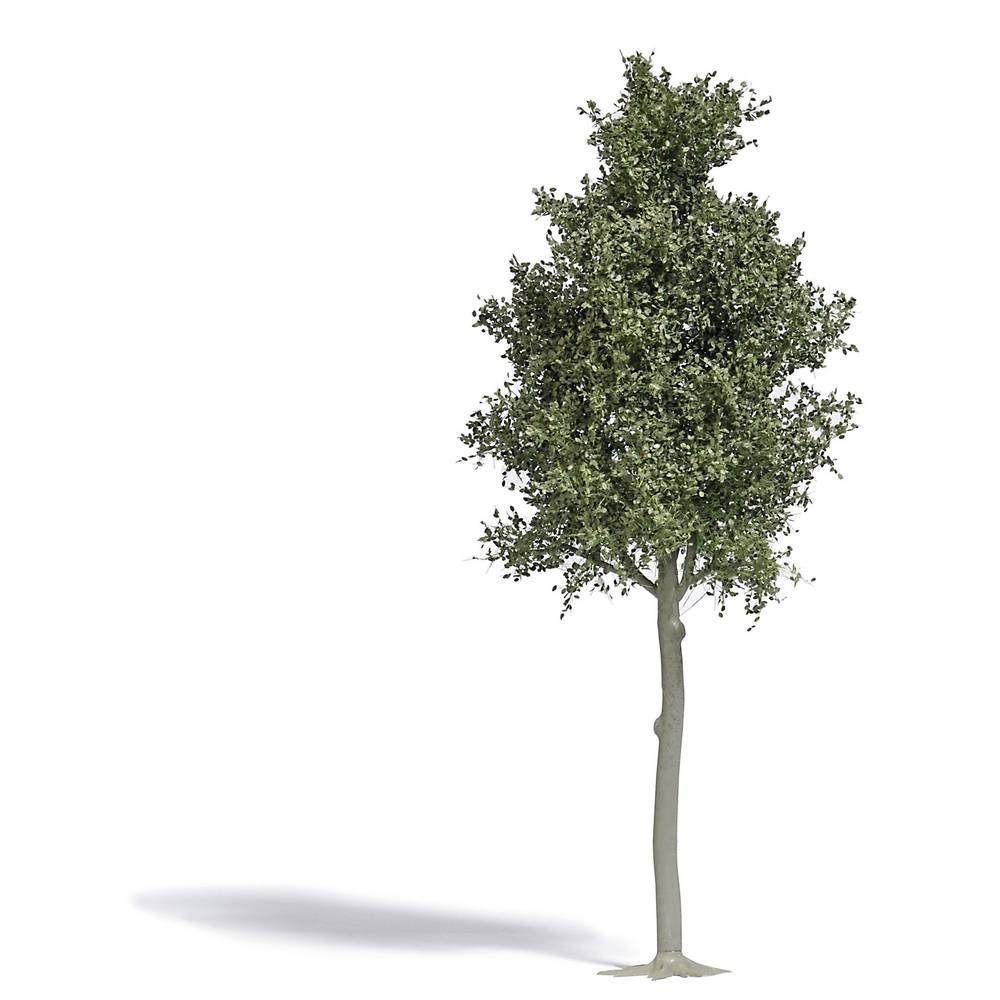 Modelleisenbahn-Baum H0 Waldbuche 170 mm
