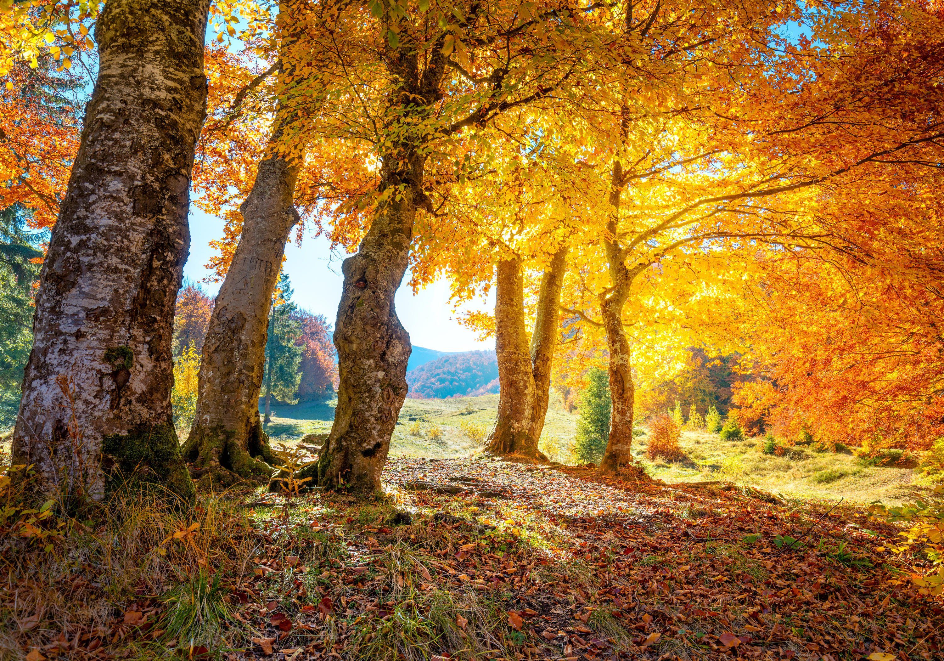 Herbst Blätter matt, Wandtapete, Vliestapete wandmotiv24 Motivtapete, Bäume, Fototapete glatt,