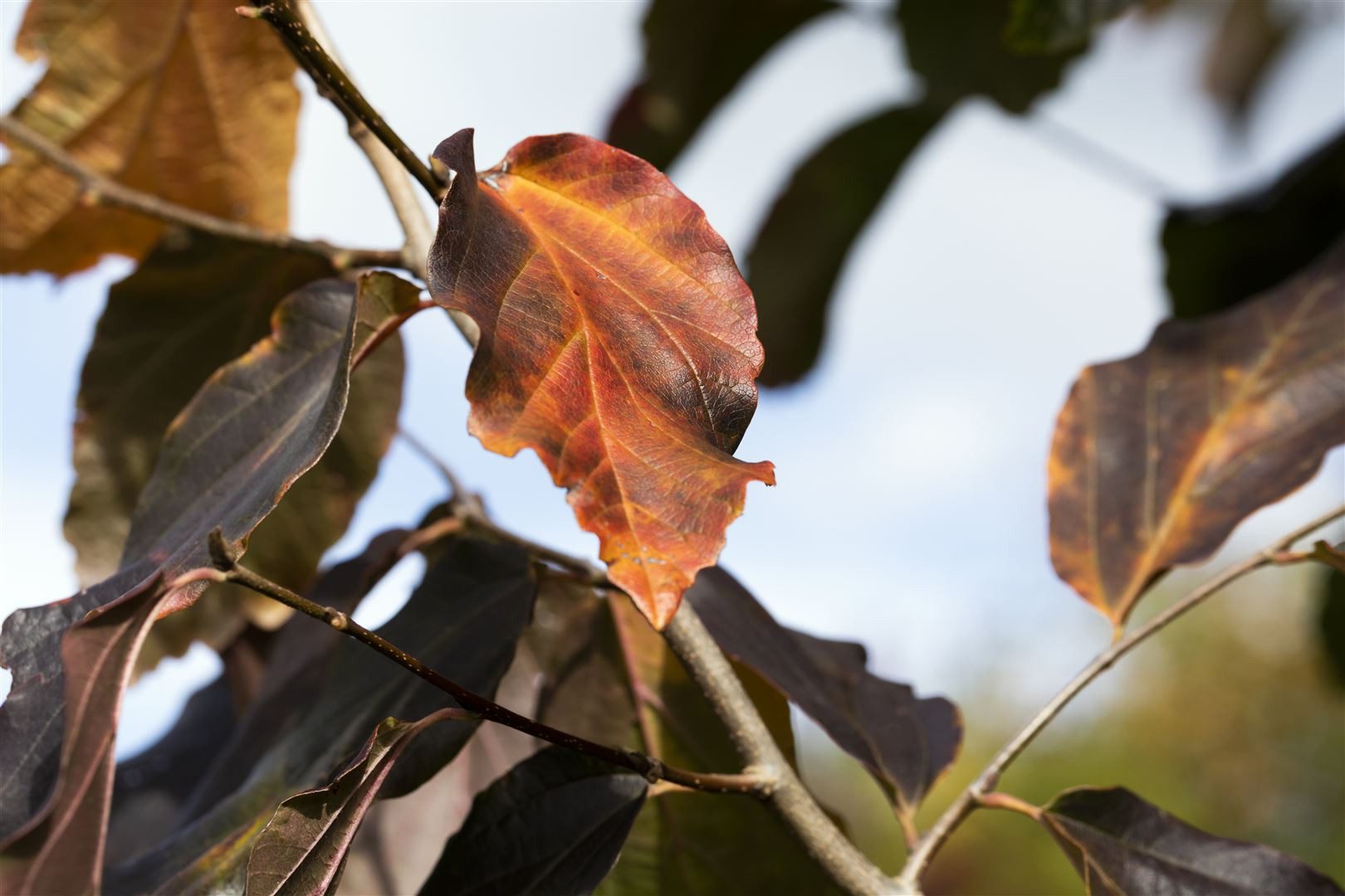 Pflanzen für Dich Gehölze Parrotia persica Vanessa, 1 St., Eisenholzbaum, Persischer Eisenholzbaum