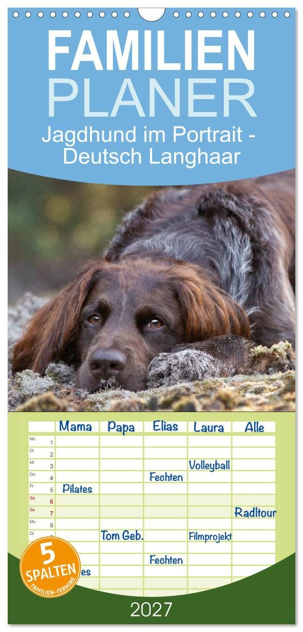 CALVENDO Familienkalender Familienplaner 2027 - Jagdhund im Portrait - Deutsch Langhaar mit 5 Sp