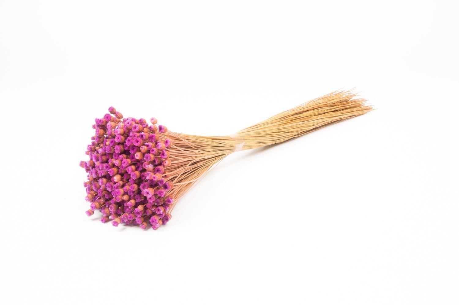 Trockenblume Mittelmeer-Strohblume getrocknet AKALITI, lila-gelb, 40-55cm, Ø11cm, INNA-Glas, Höhe 55.0 cm