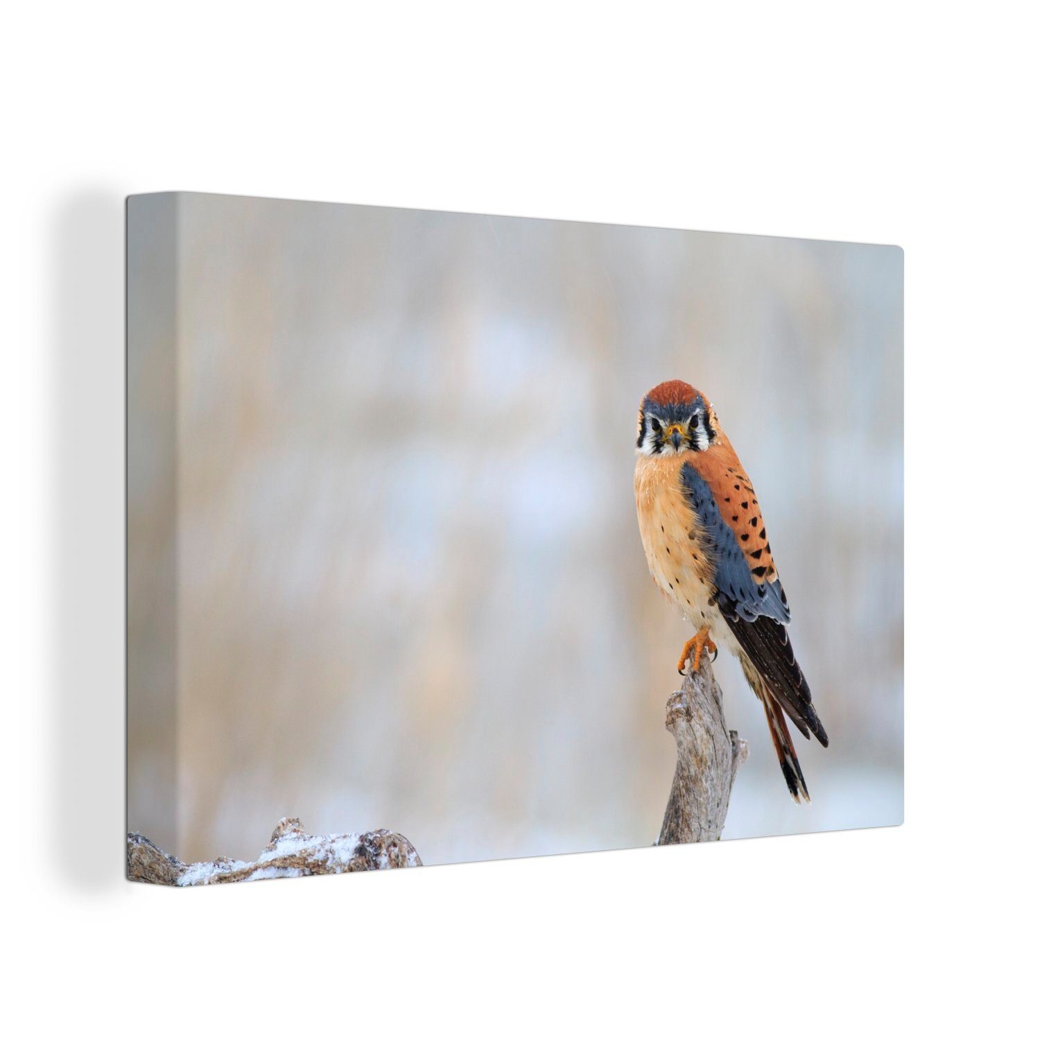 OneMillionCanvasses® Leinwandbild Vogel Zweig Aufhängefertig, (1 Leinwandbilder, cm - St), 30x20 Wanddeko, Schnee, Wandbild 