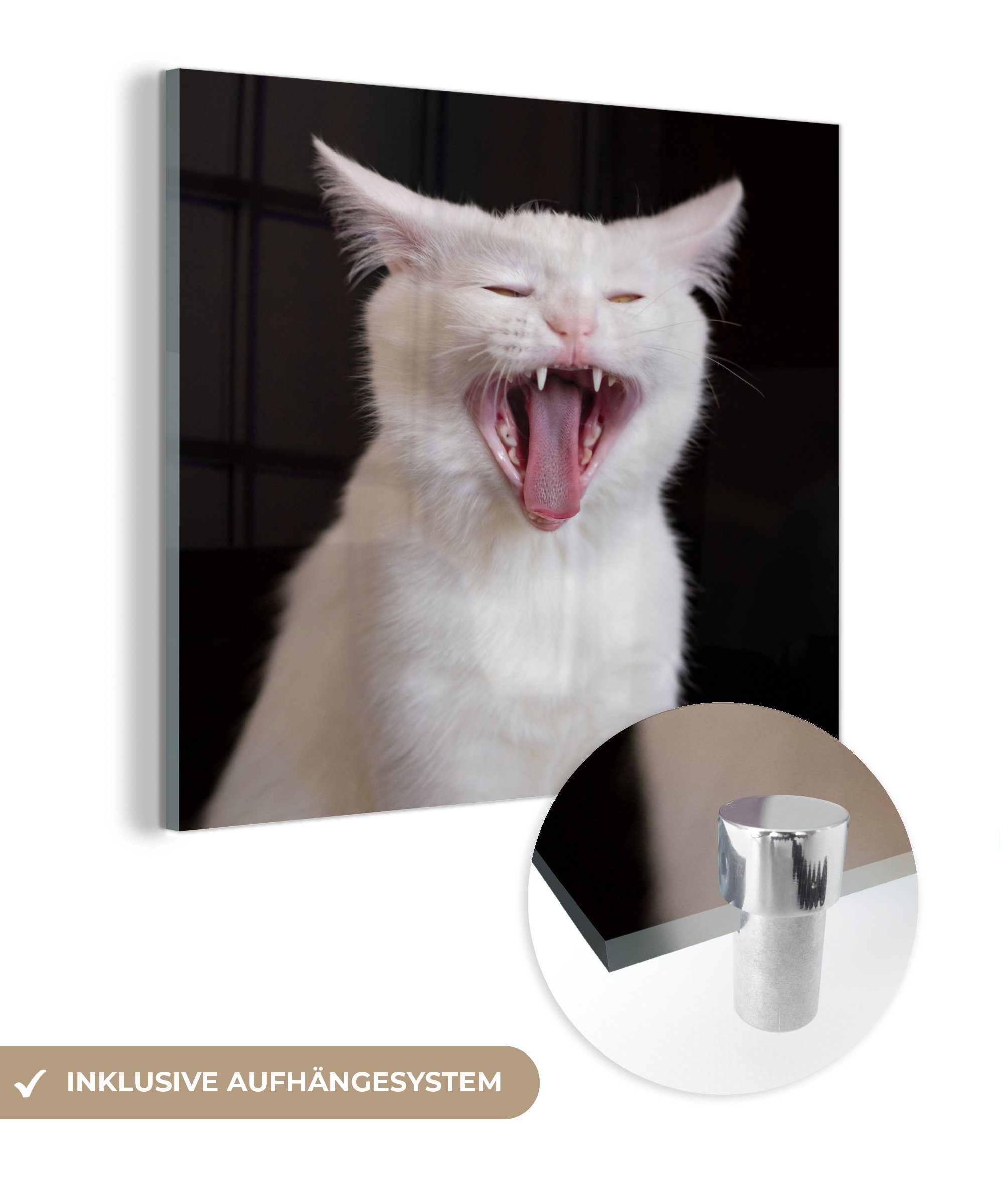 MuchoWow Acrylglasbild Gaffende weiße Katze, (1 St), Glasbilder - Bilder auf Glas Wandbild - Foto auf Glas - Wanddekoration
