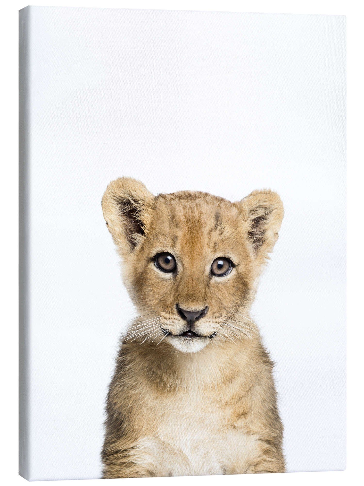 Posterlounge Wandbild Babylöwe, Sisi And Seb, erhältlich als Poster, Leinwandbild, Wandsticker oder Acrylglasbild