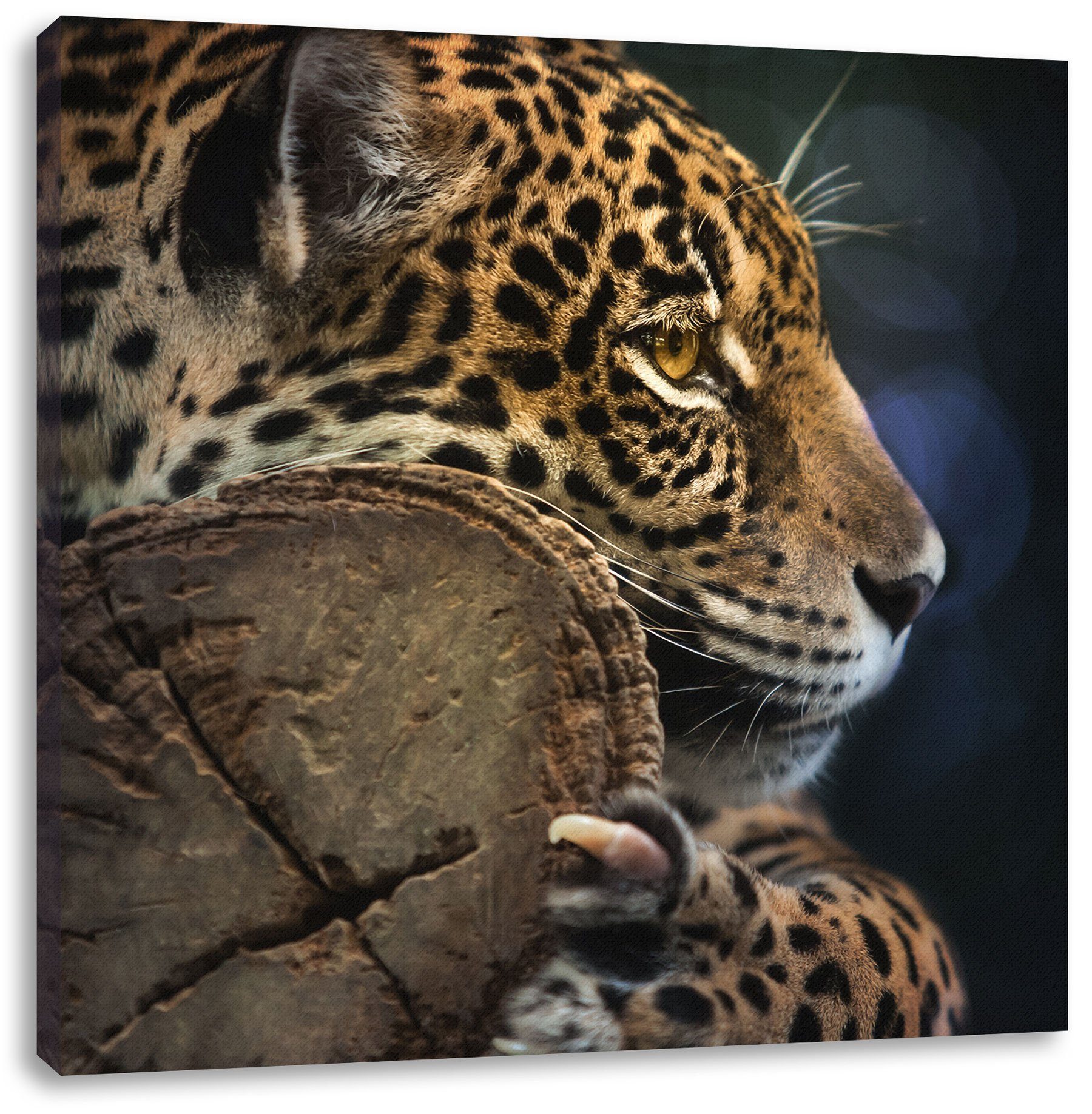 Pixxprint Leinwandbild Wunderschöner Leopard, Leopard St), Zackenaufhänger Wunderschöner Leinwandbild (1 inkl. fertig bespannt