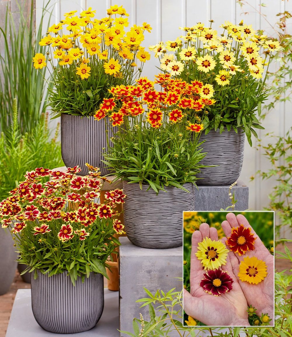 BALDUR Garten Staude Coreopsis 'Solar® Mix', 4 St., Blühwilligkeit, winterhart, mehrjährig, pflegeleicht, robust
